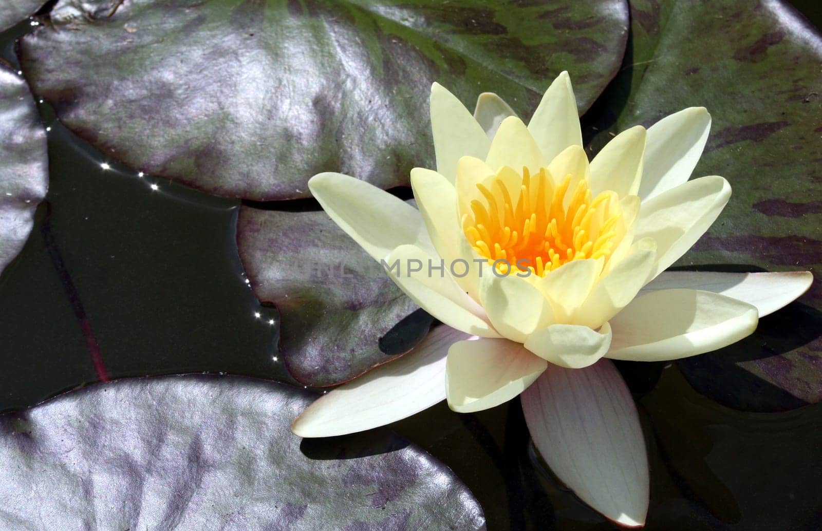 Water Lily 2
