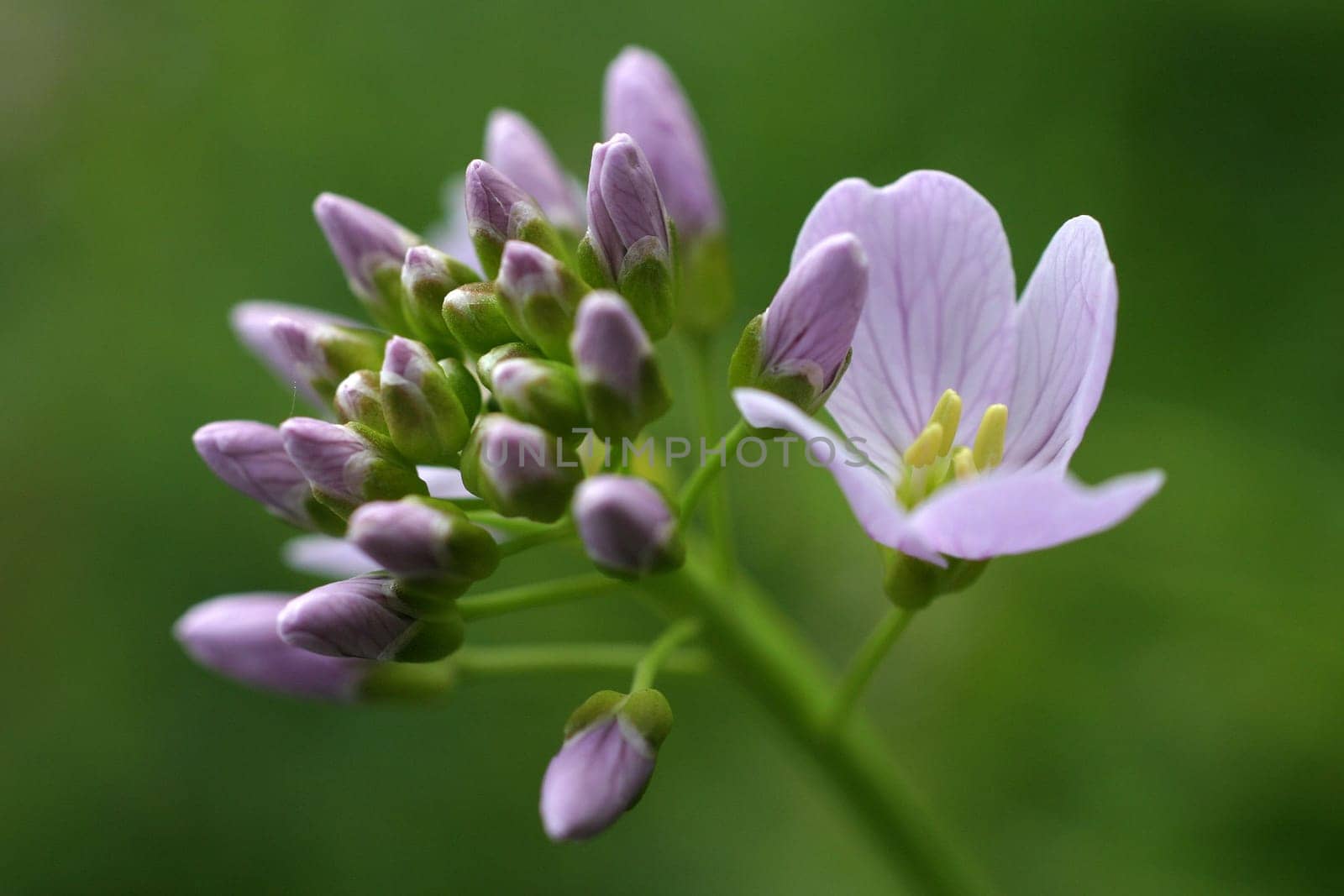 Meadowfoam