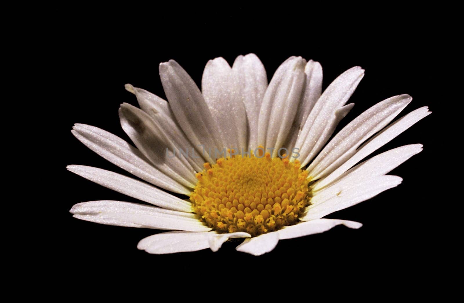 Spot metering on blossom white,with Sigma 50mm Ex macro,aperture 18,1/25s,approx. 1:2