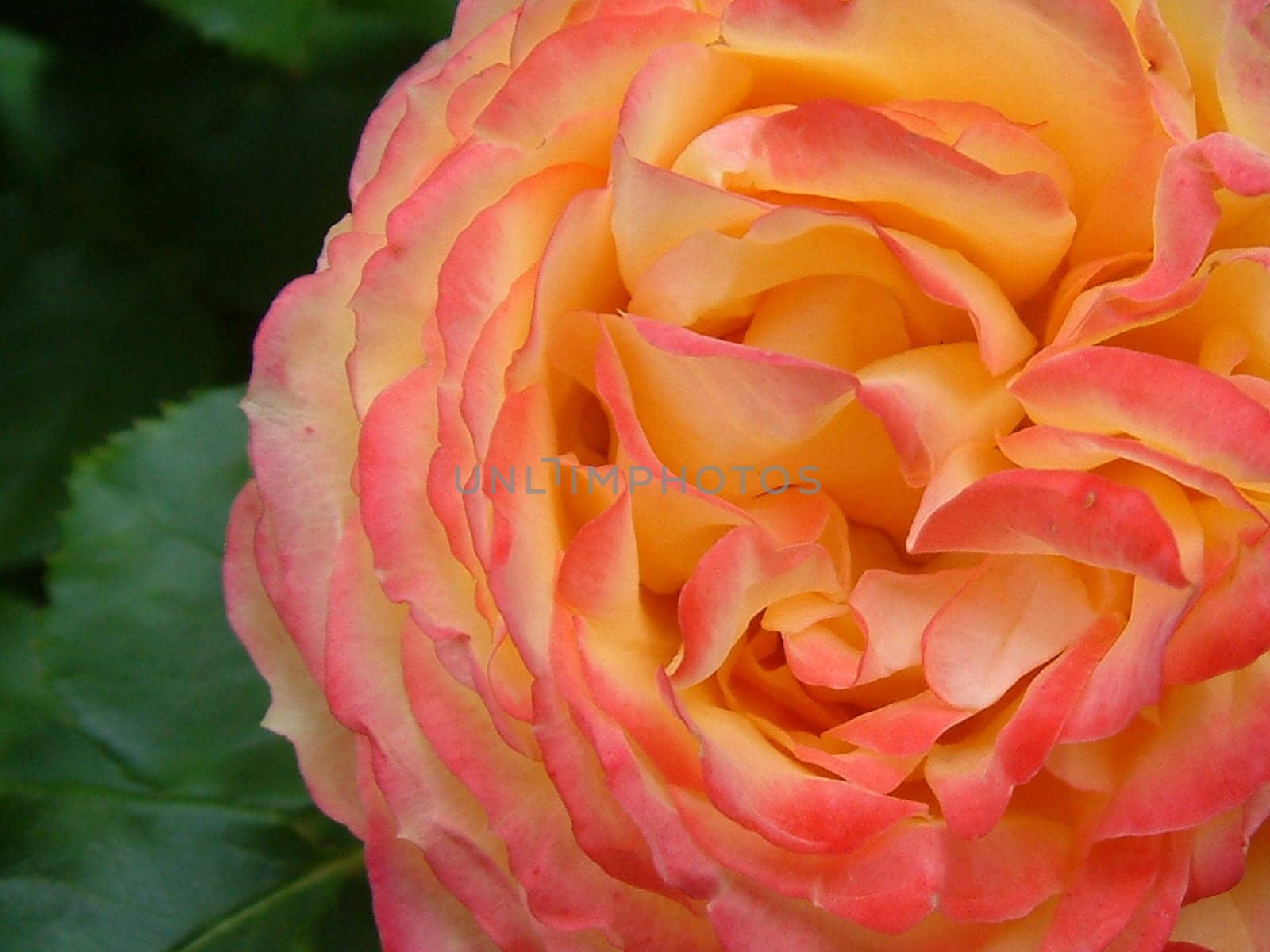 rose without hip without rosehip
