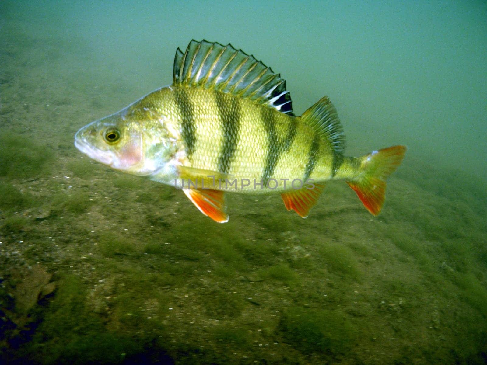 Almost 40 cm long and in the prime of age. Due to the upright dorsal fin,he wants to look bigger and keep me out of his territory.