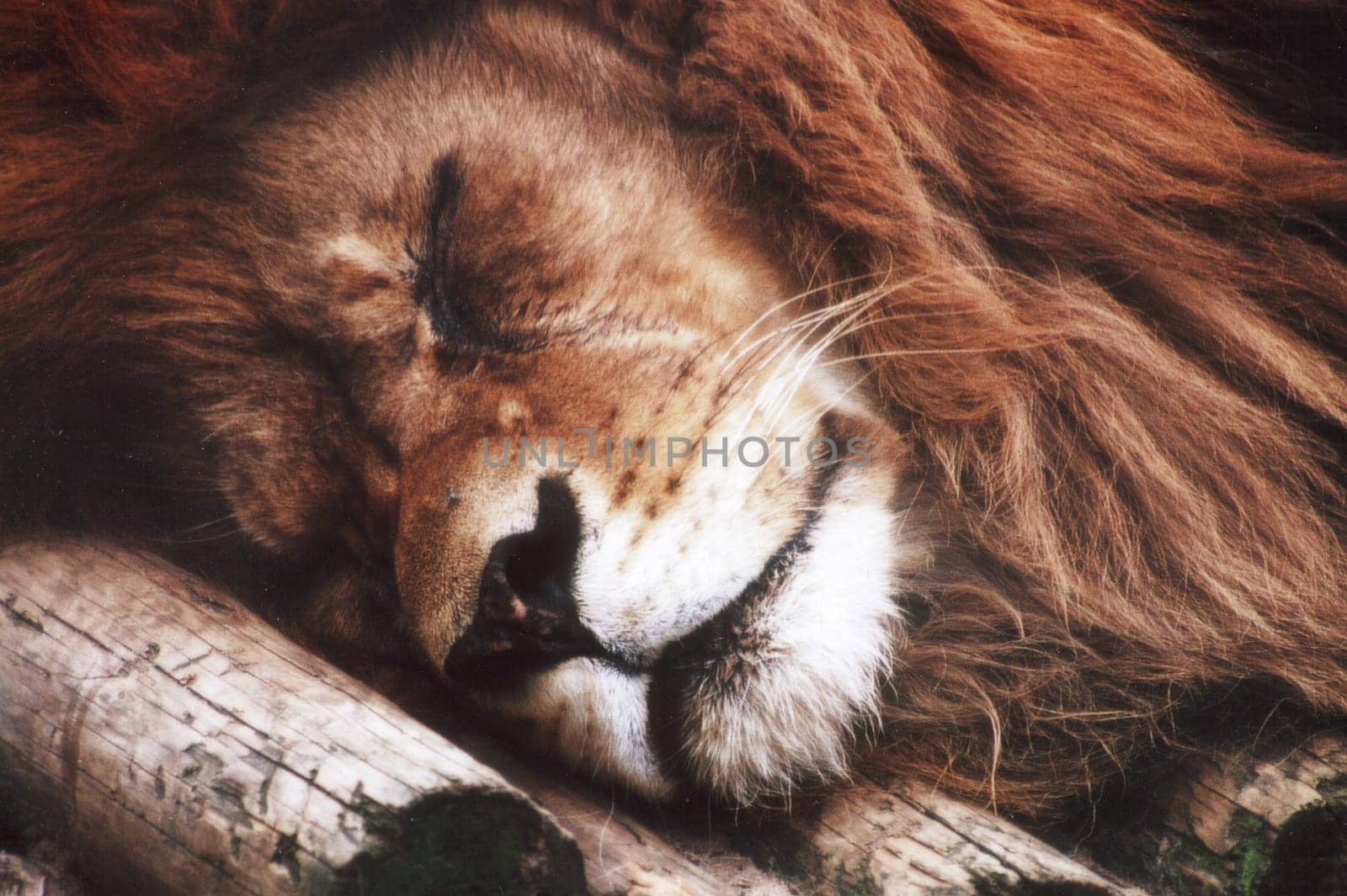 Lion Break