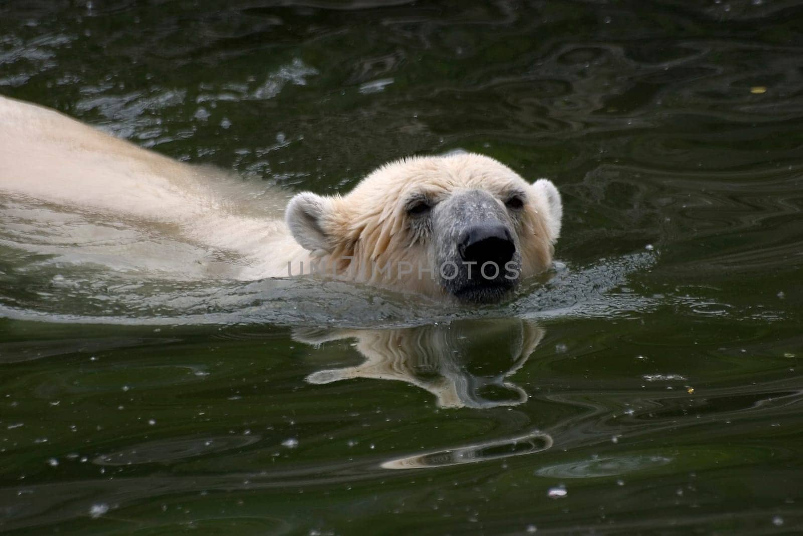 Bathing fun IV