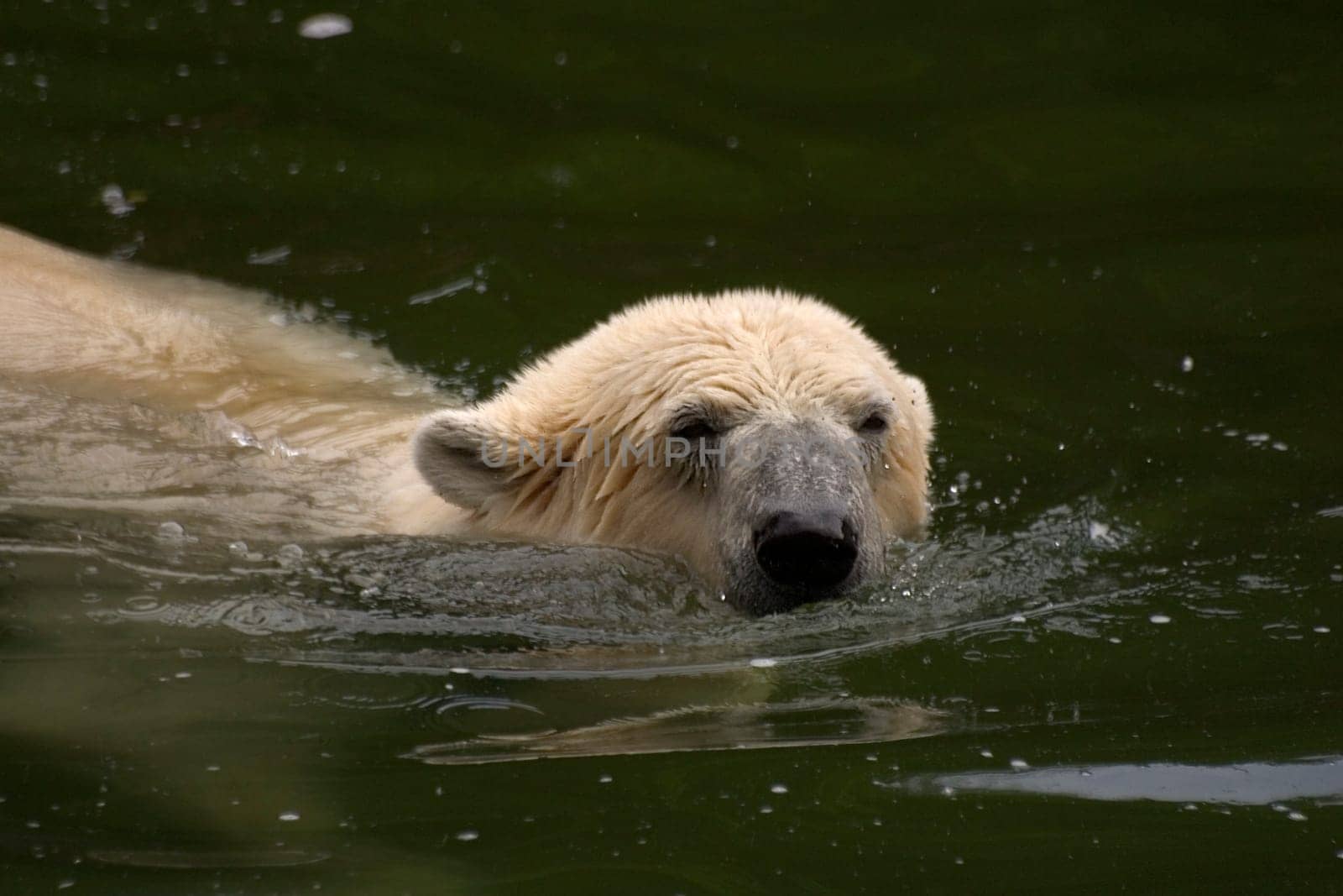 Polar bear in the water