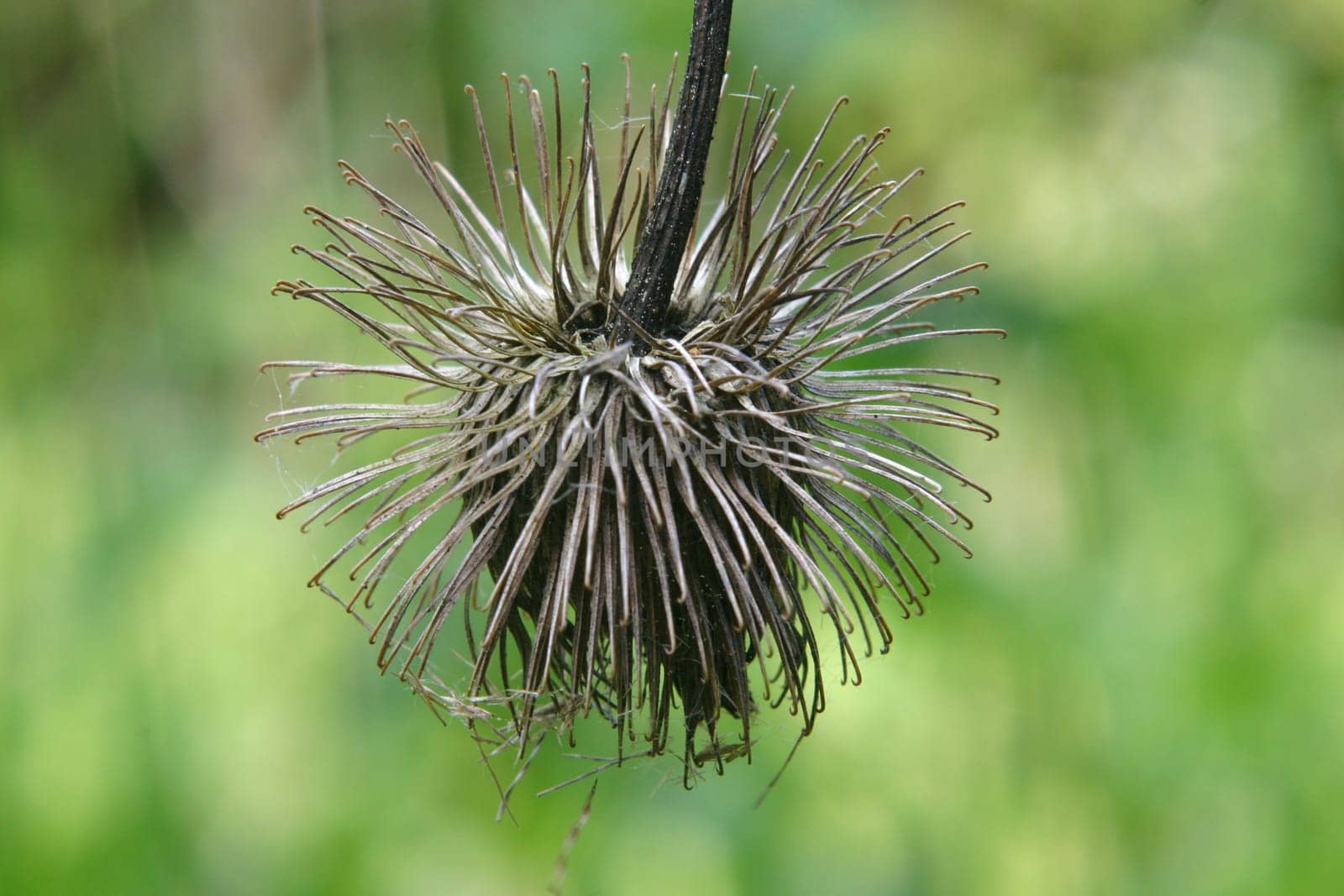 dry thistle