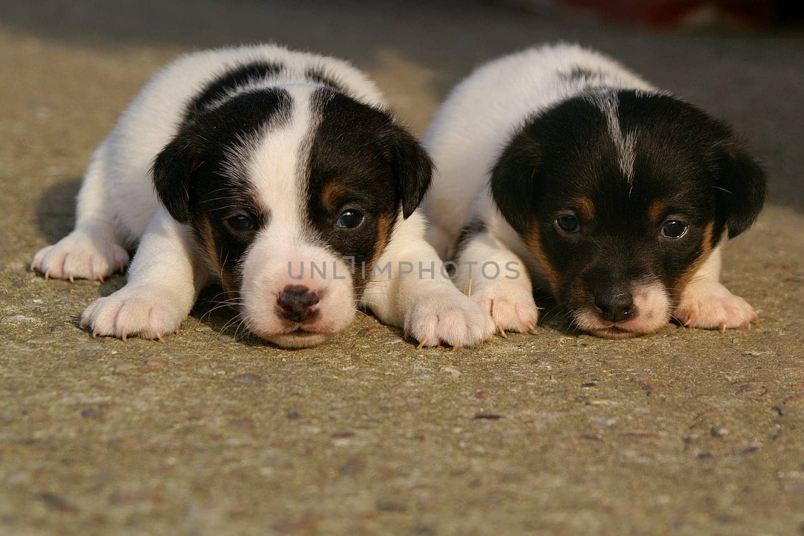 ... the little Jack Russel puppies are old now and still have problems standing on their own 4 legs,but lying down works fine.  :-) LG PeRiTo