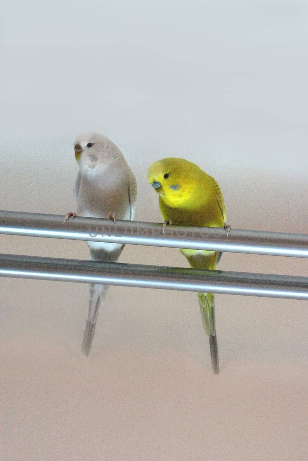 Off-the-shelf