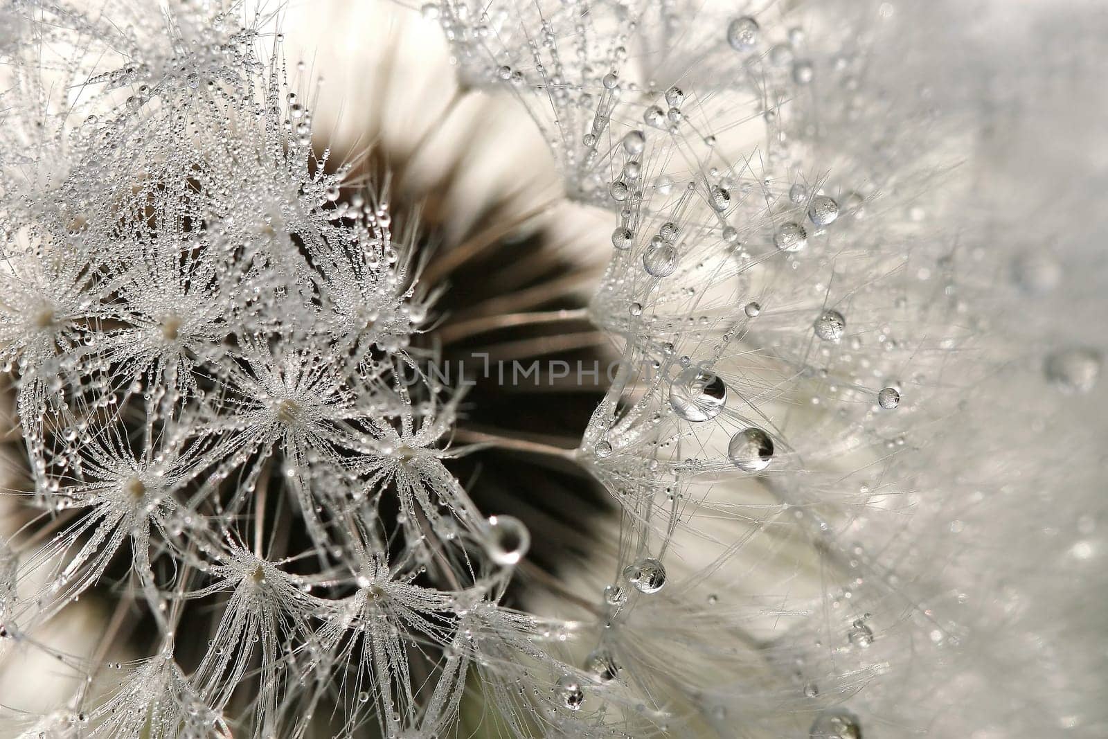 Dewy
