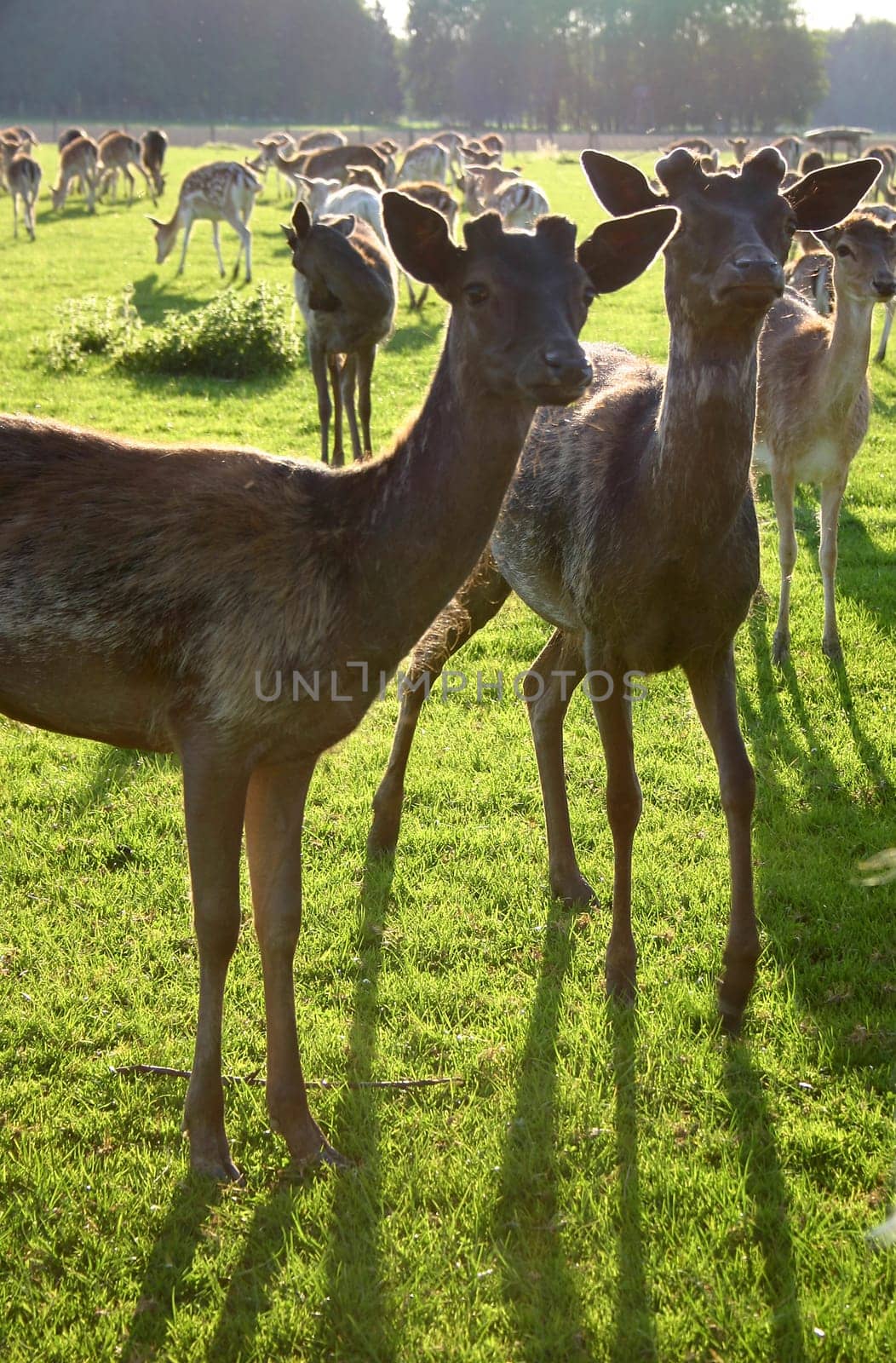Roe deer legs