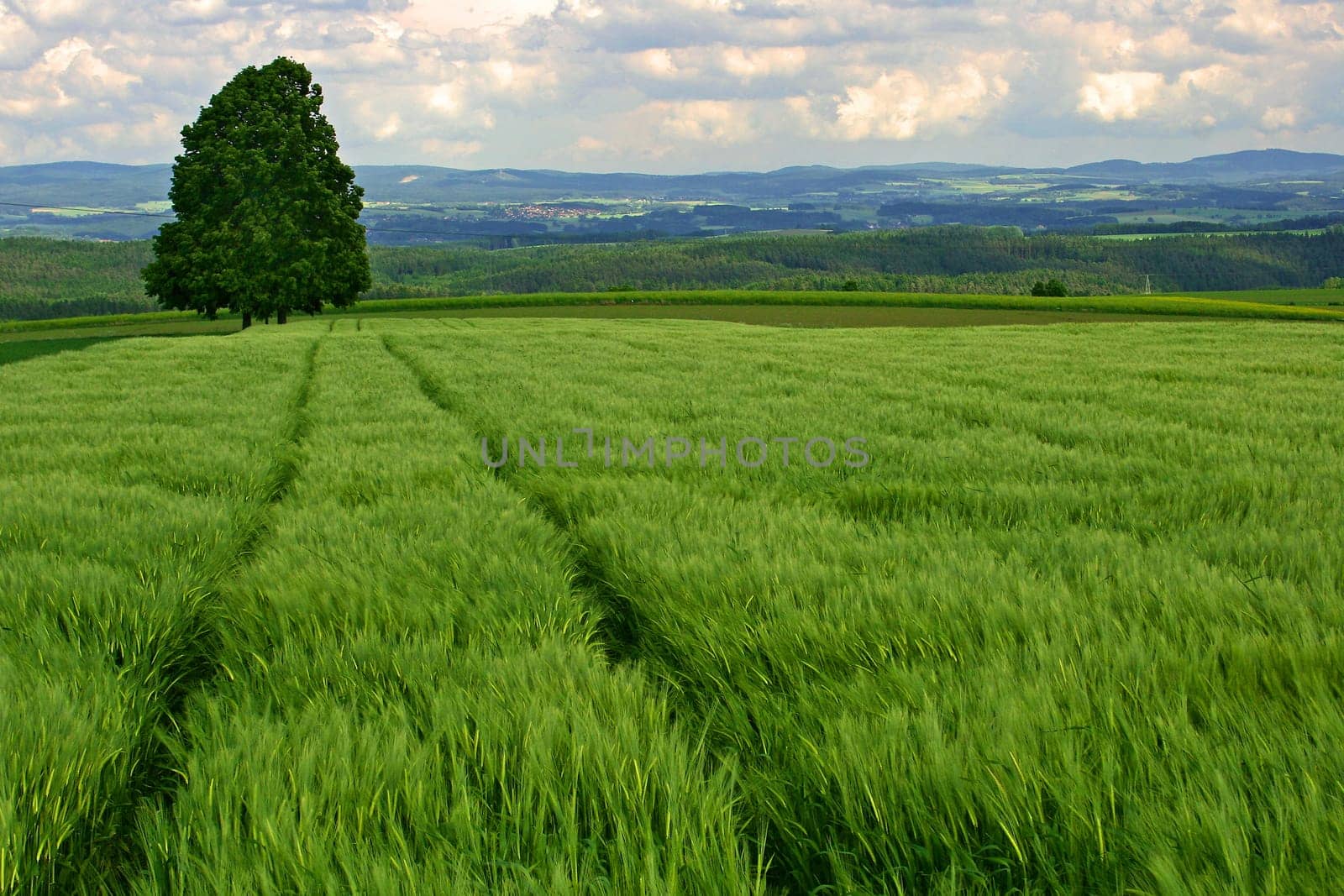 Barley