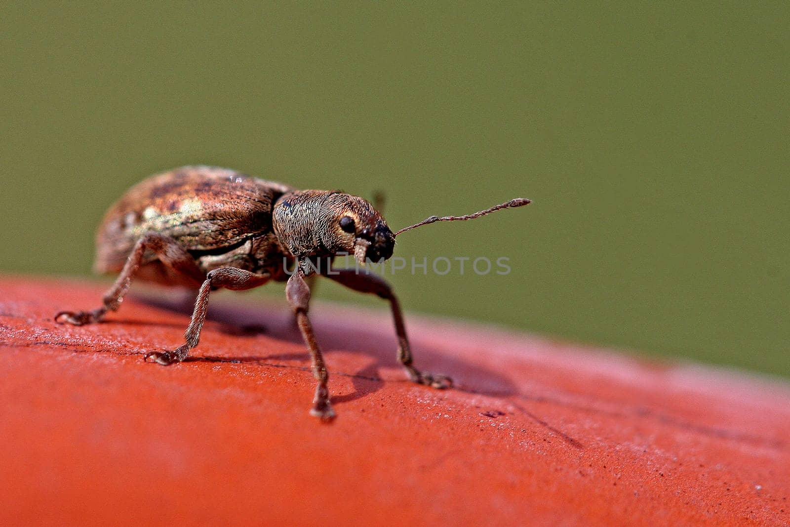 Beetle
