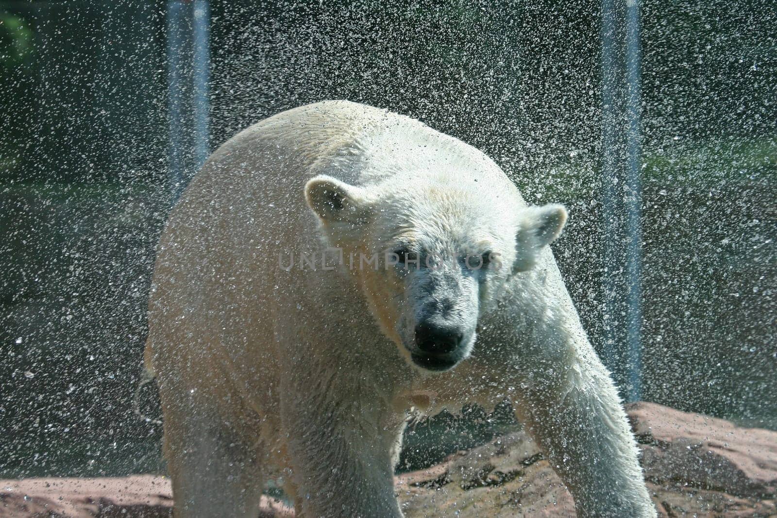 Polar bear
