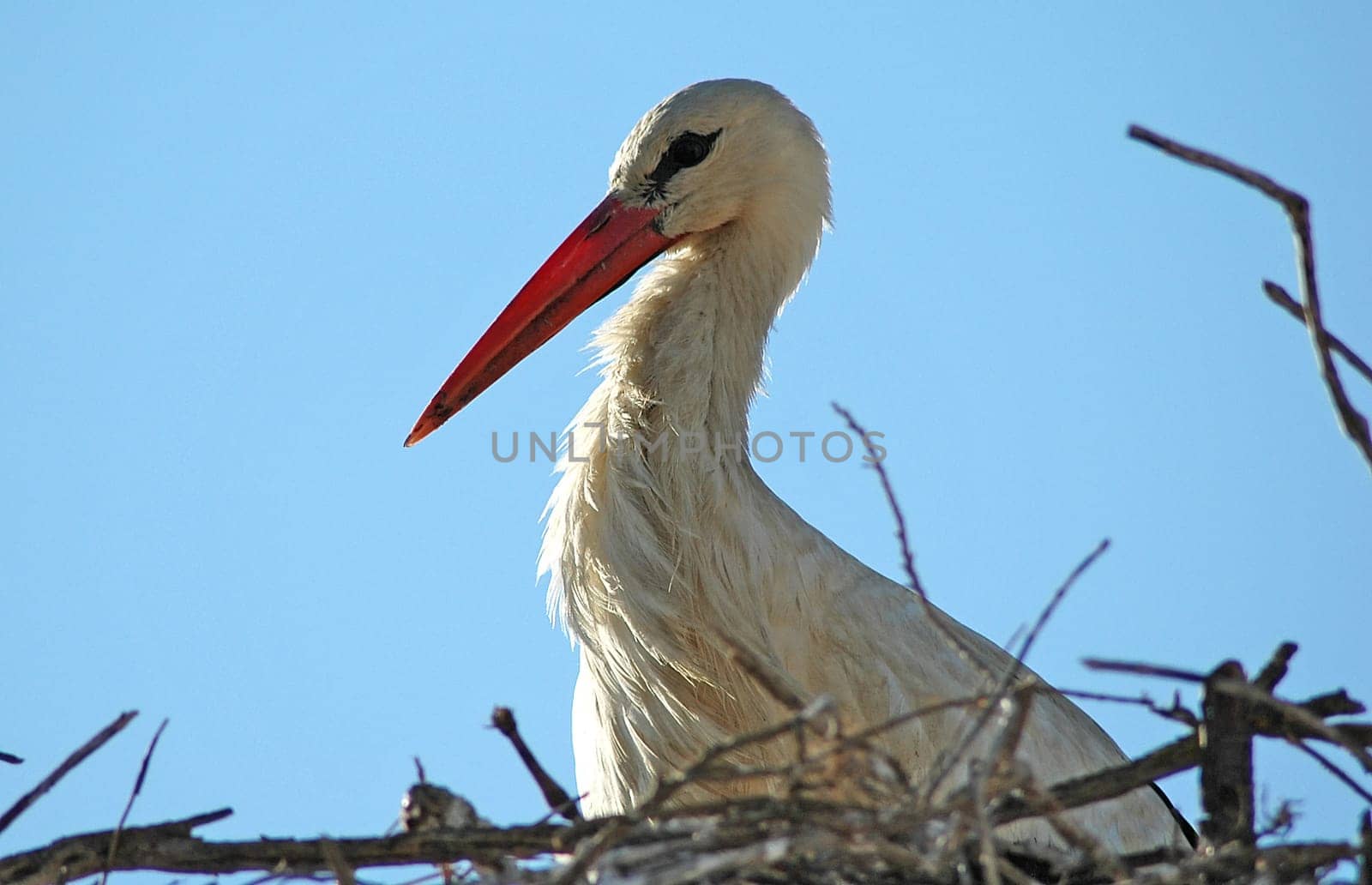 Stork