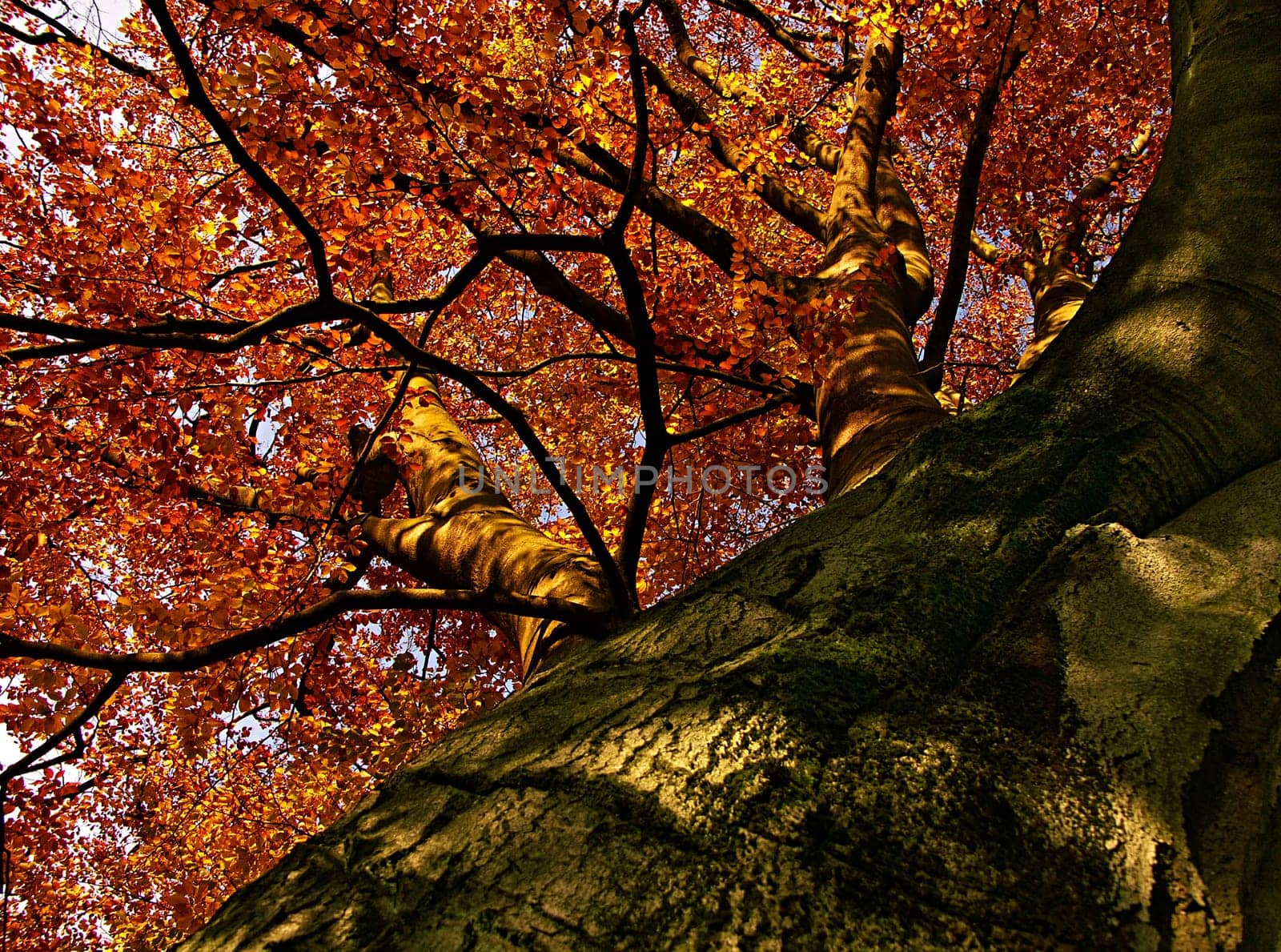 Beech