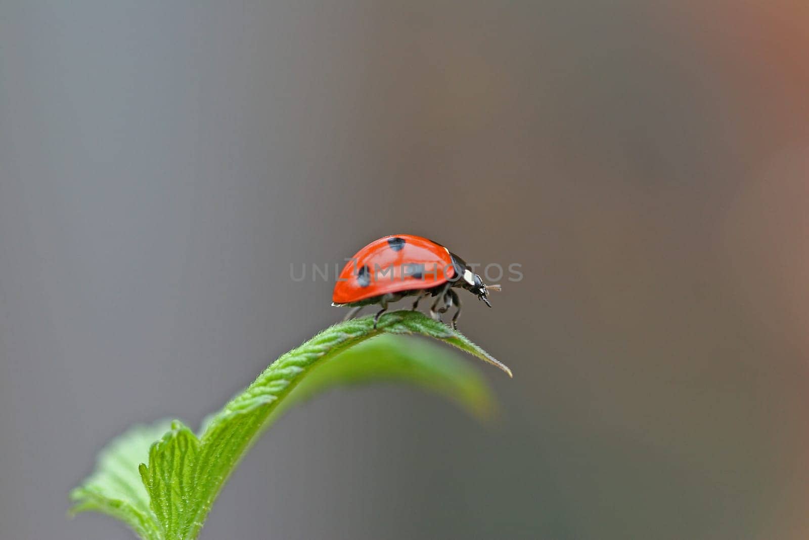 Lucky beetle