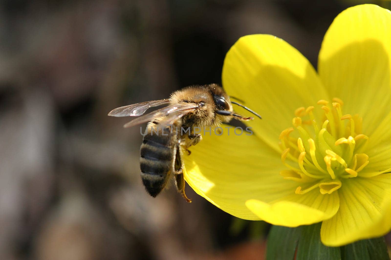 Bee