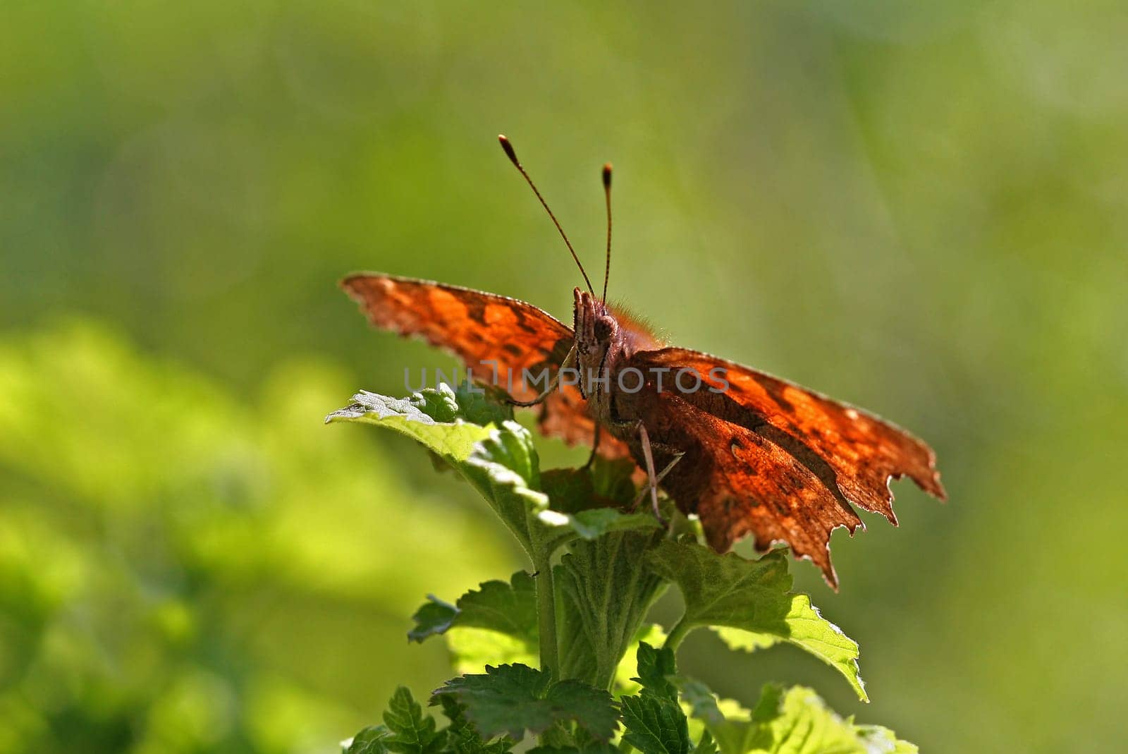 Comma