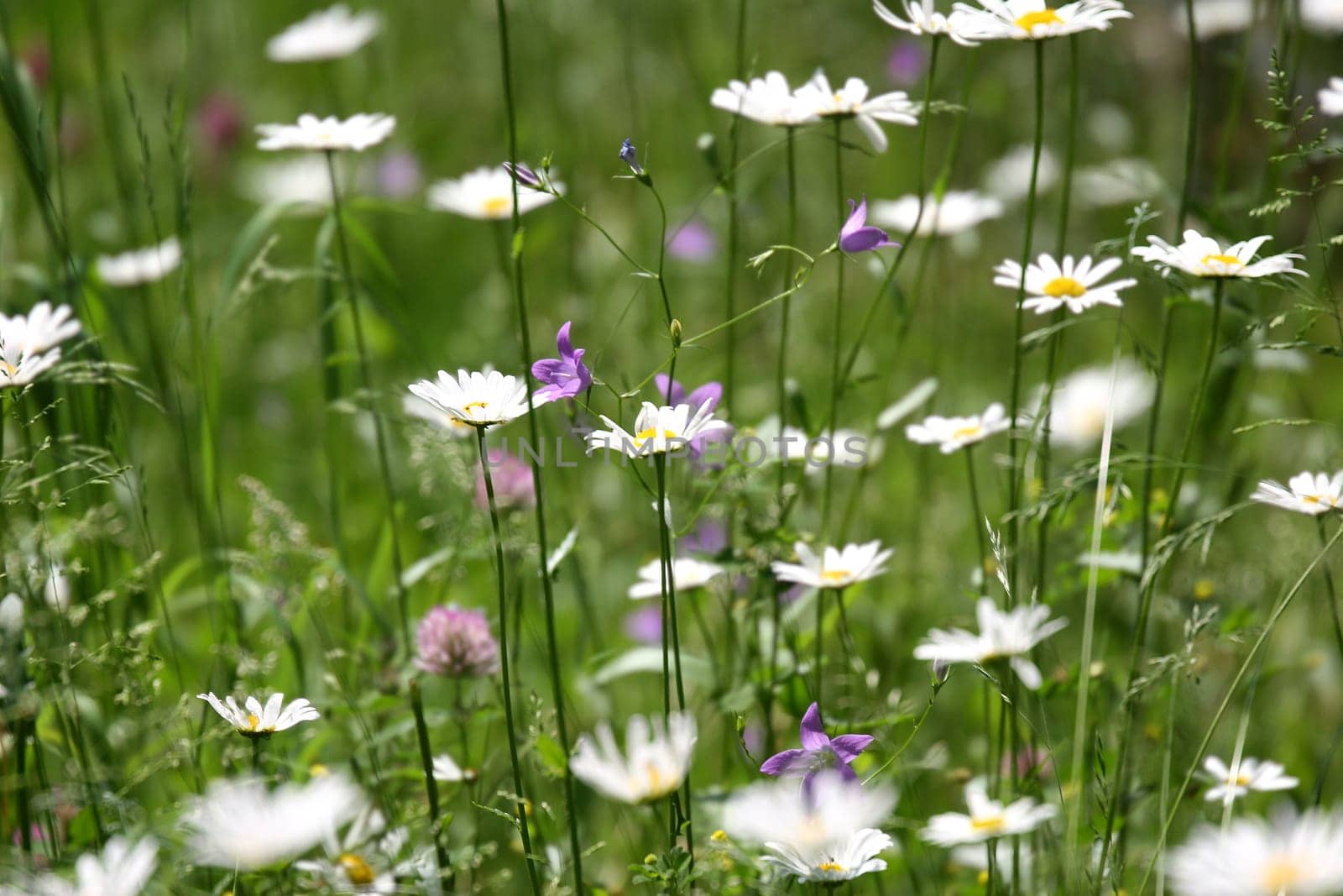 Flower meadow