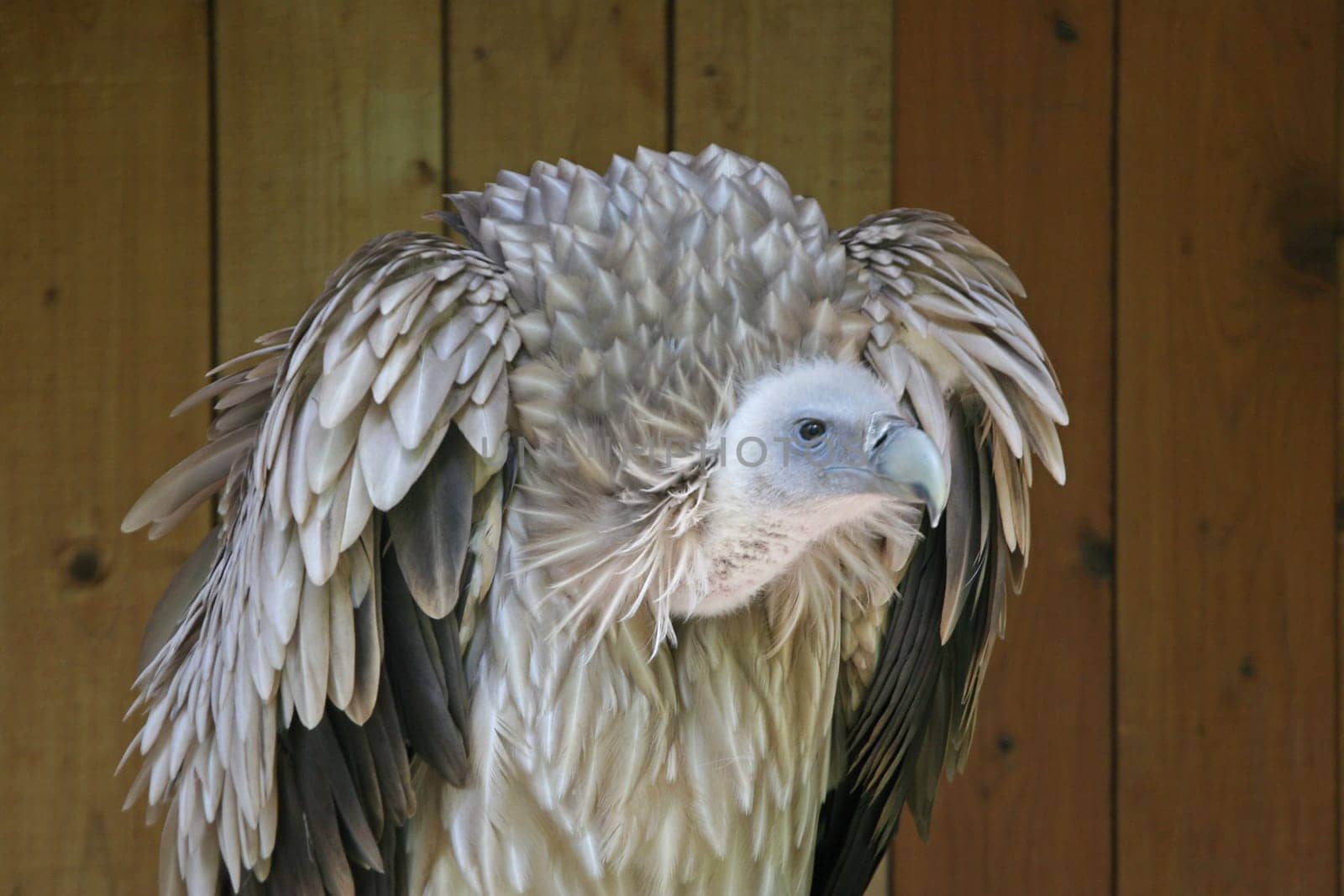 Vulture