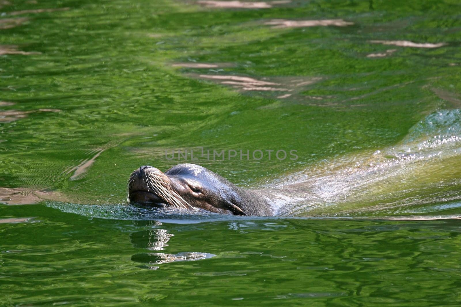 Sea lion
