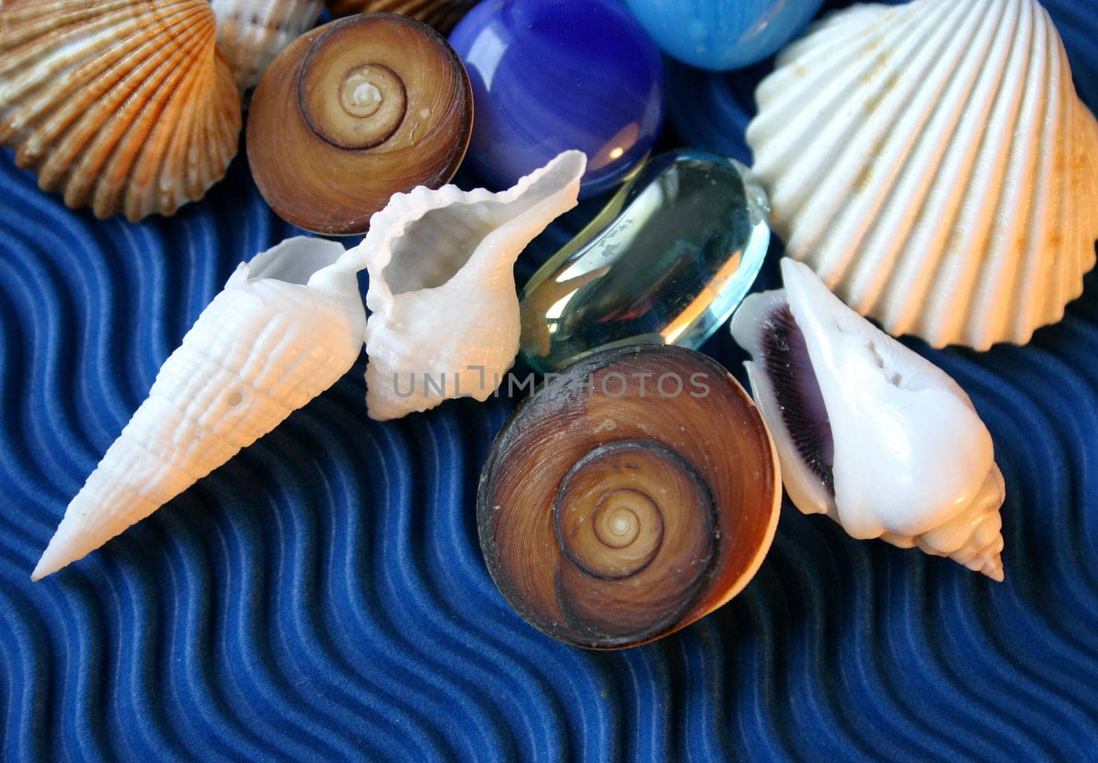 Mussels