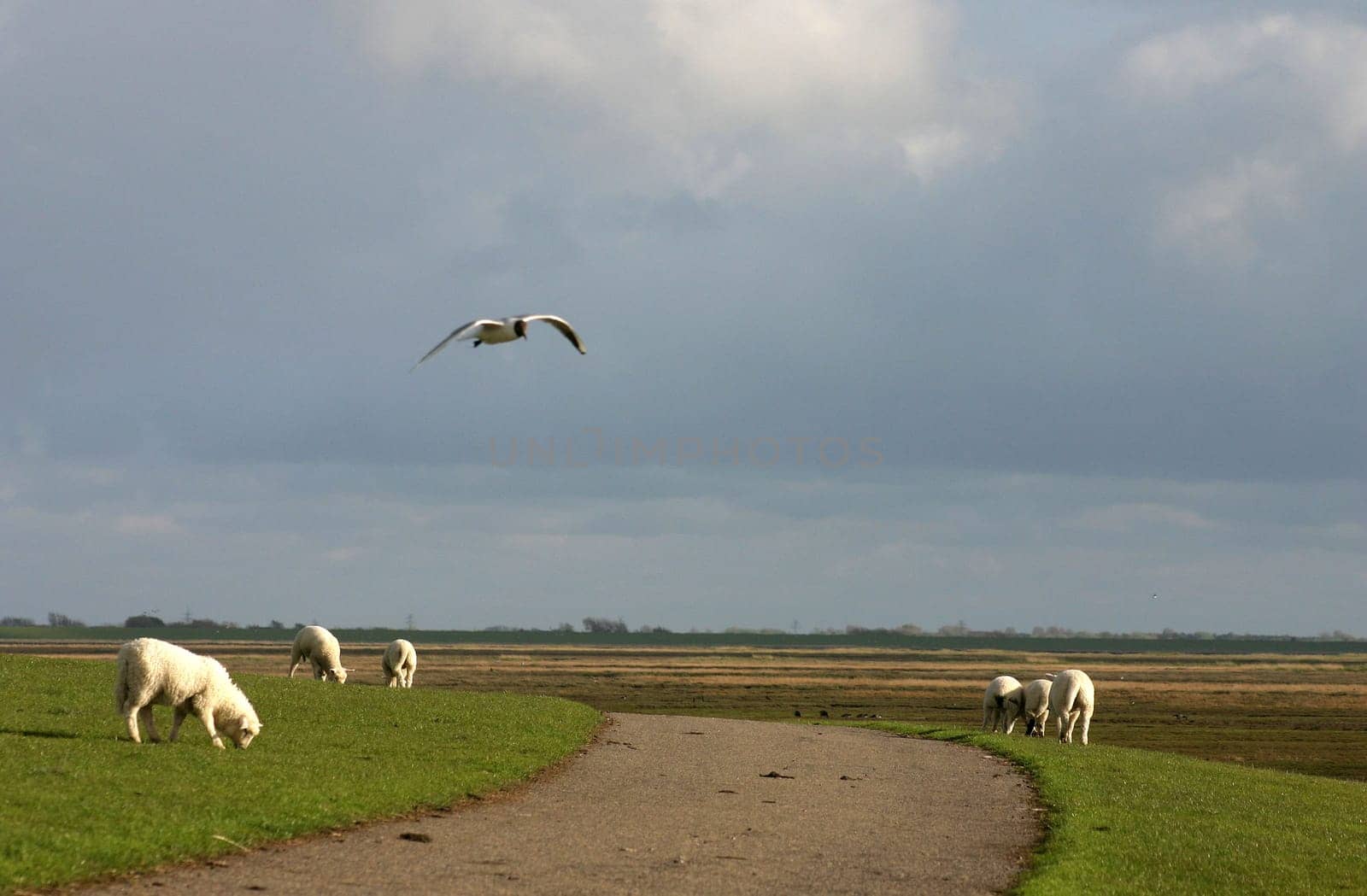 On the dike