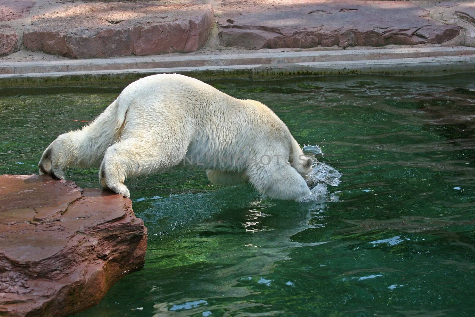 submerge