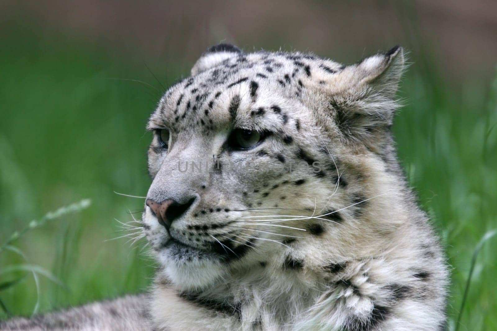 Snow leopard