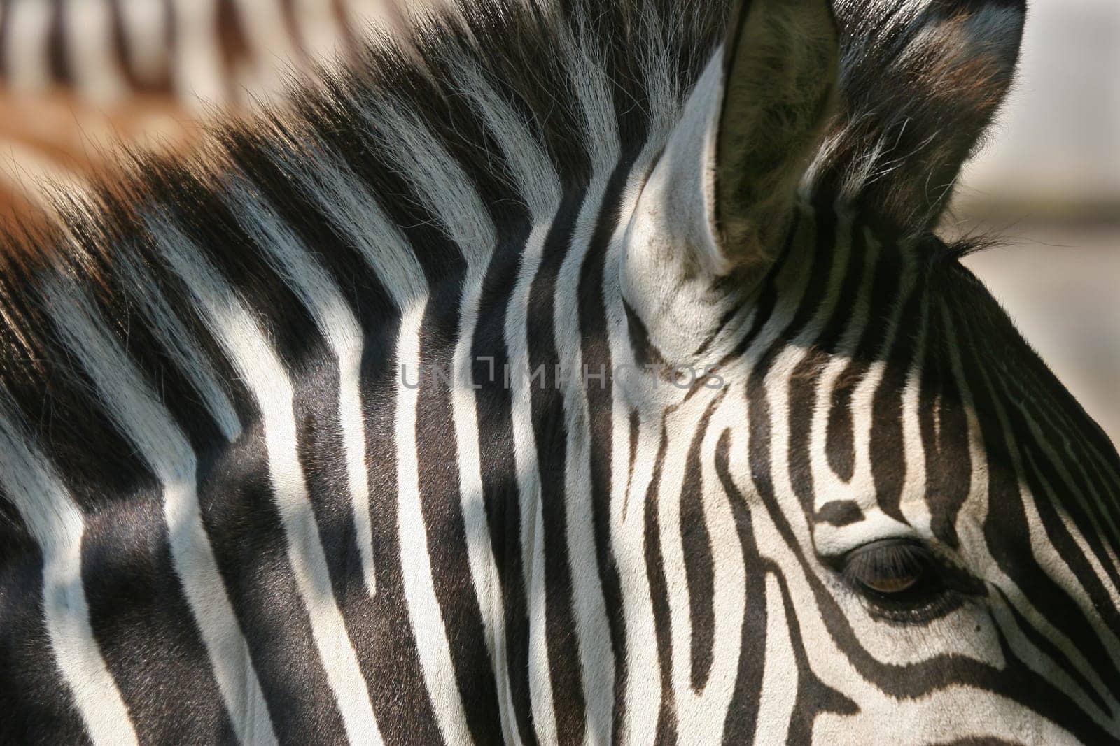 Zebra