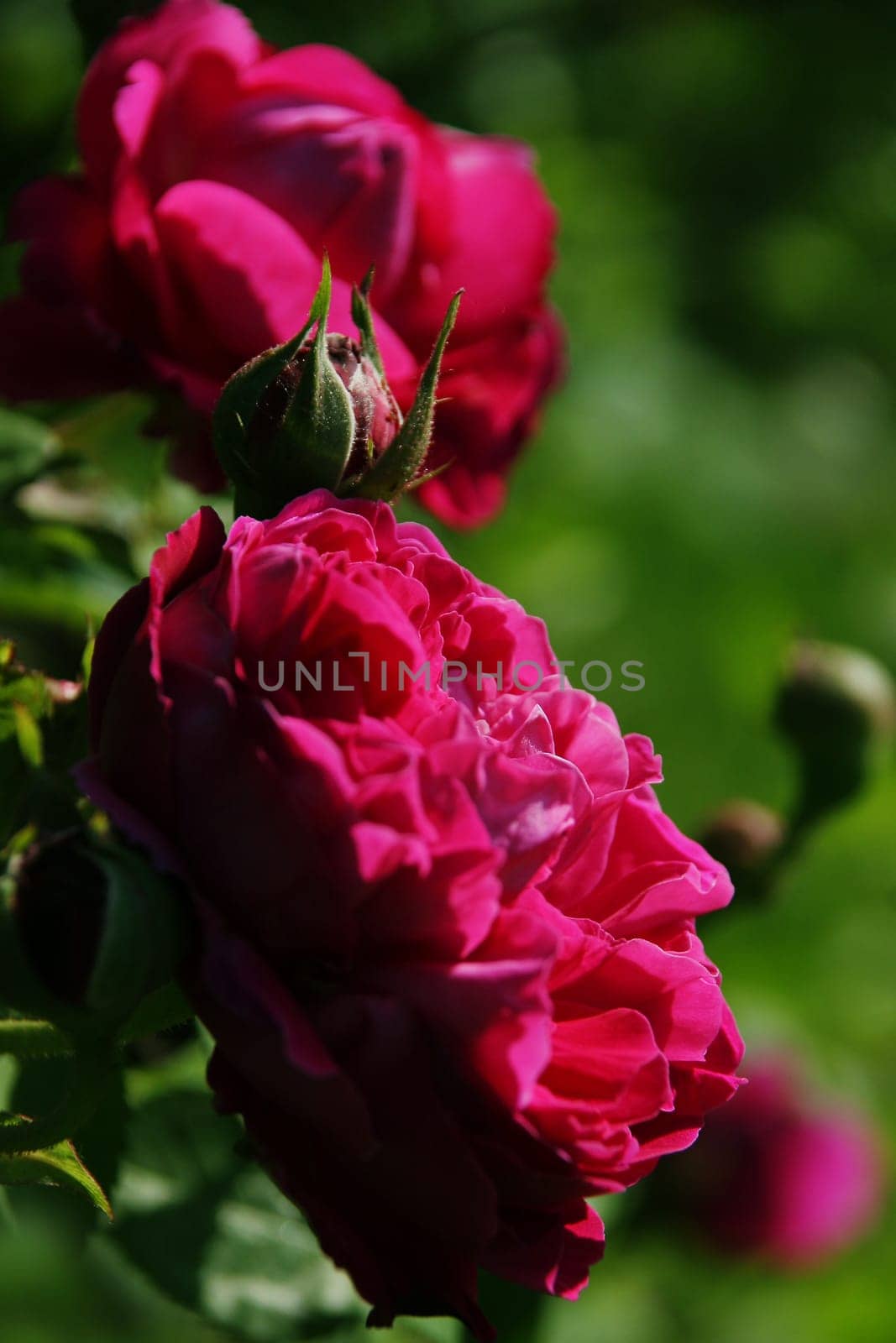 English rose