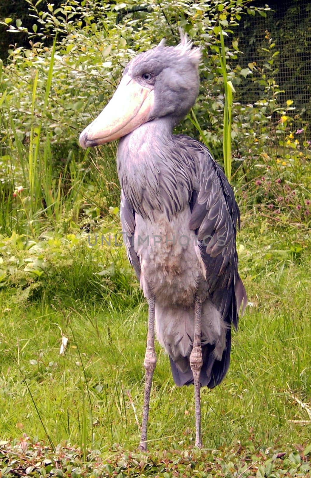 Shoebill