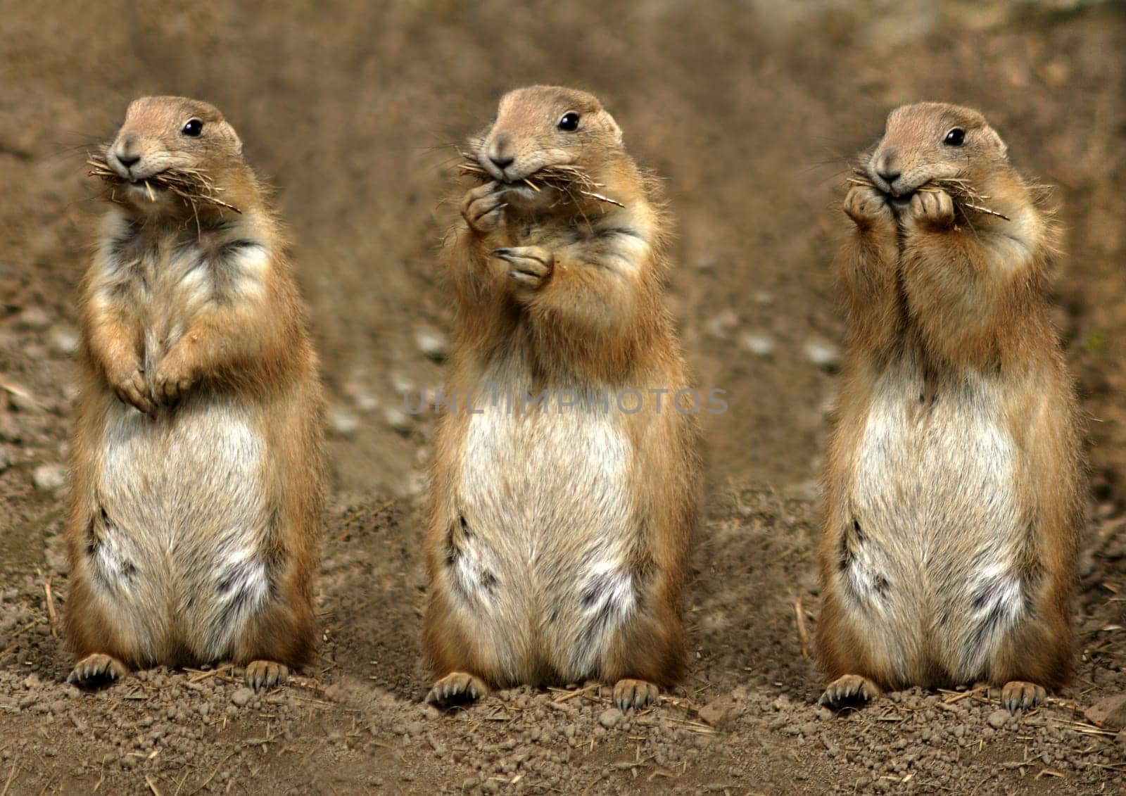 The Three Mampfers