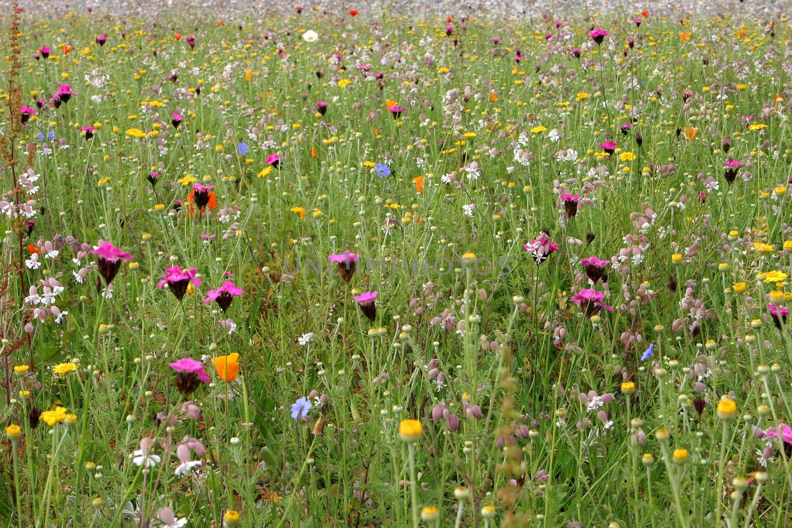 Flower meadow