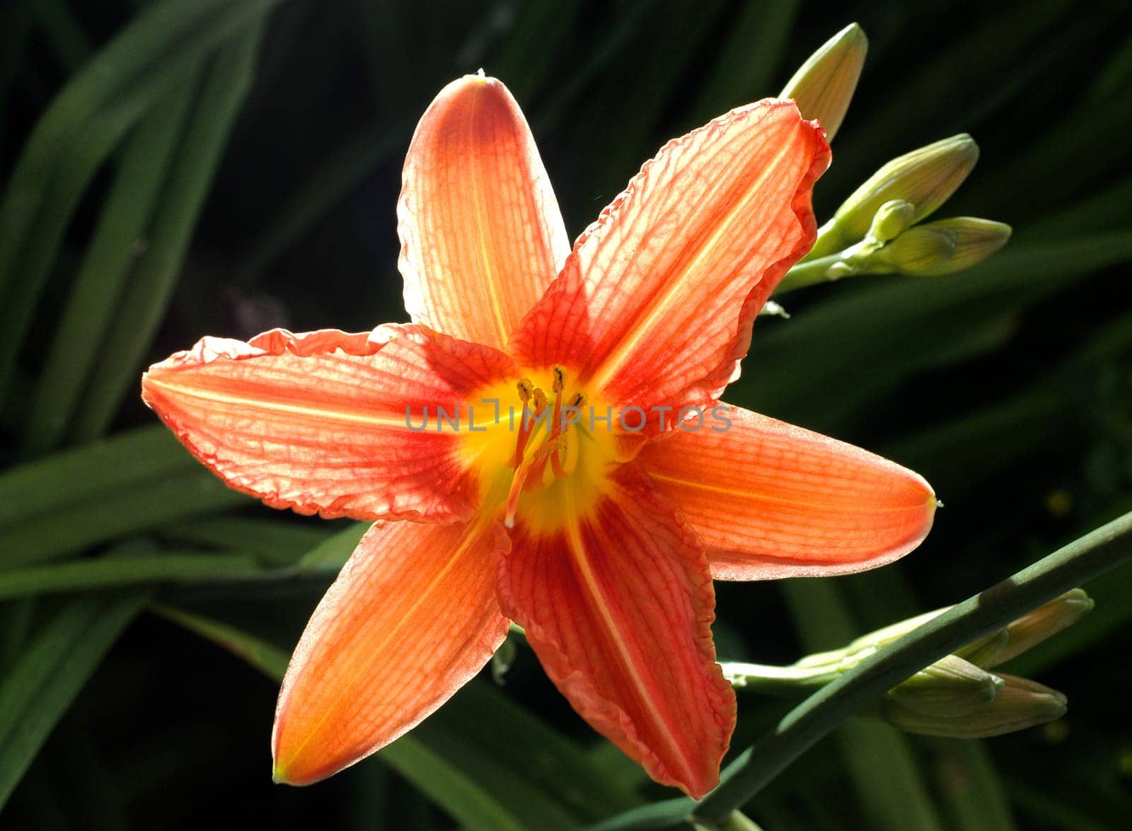 Taken in the garden in June 2005. Nikon D70,Sigma 50/2.8 macro.
