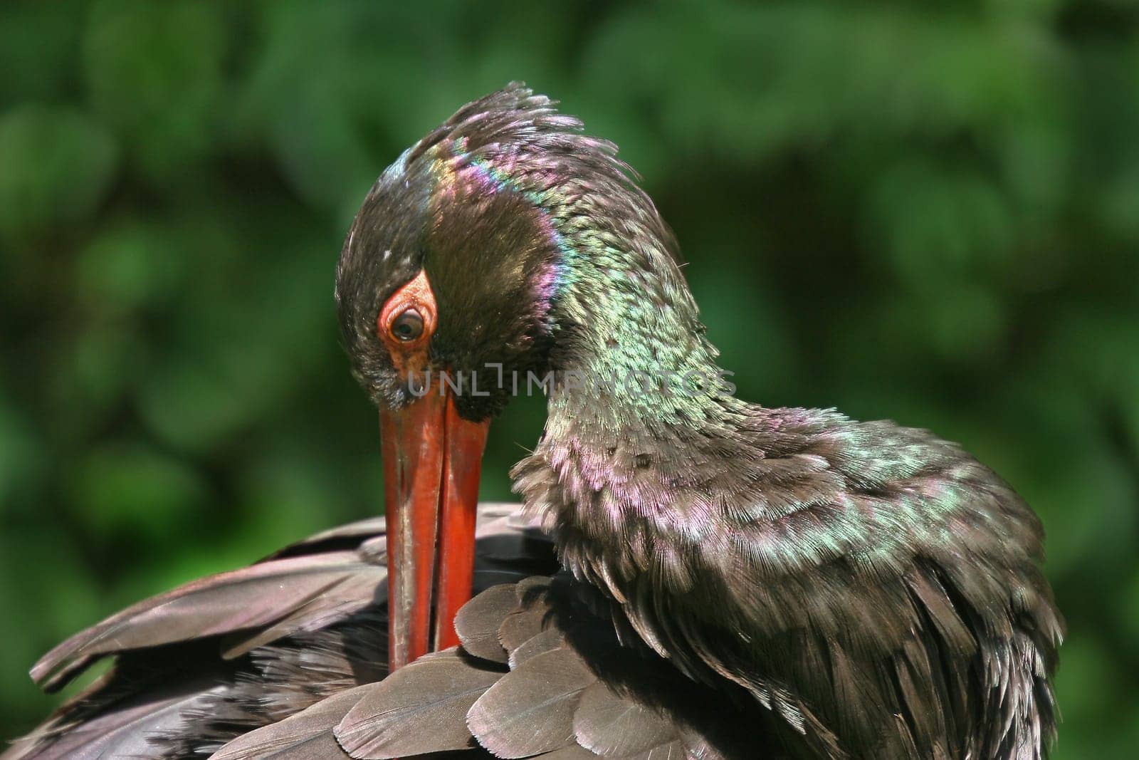 Black stork