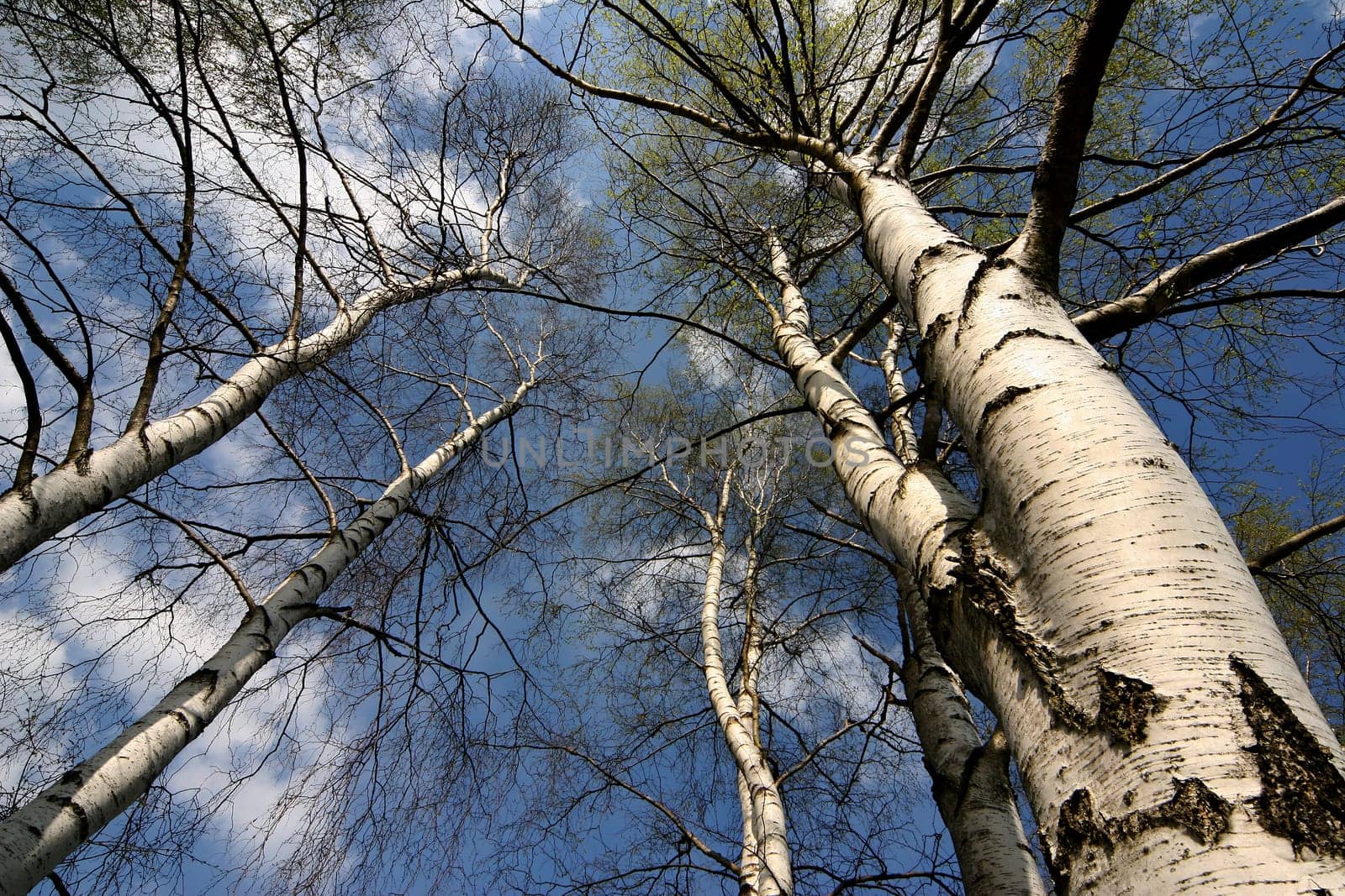 Birches