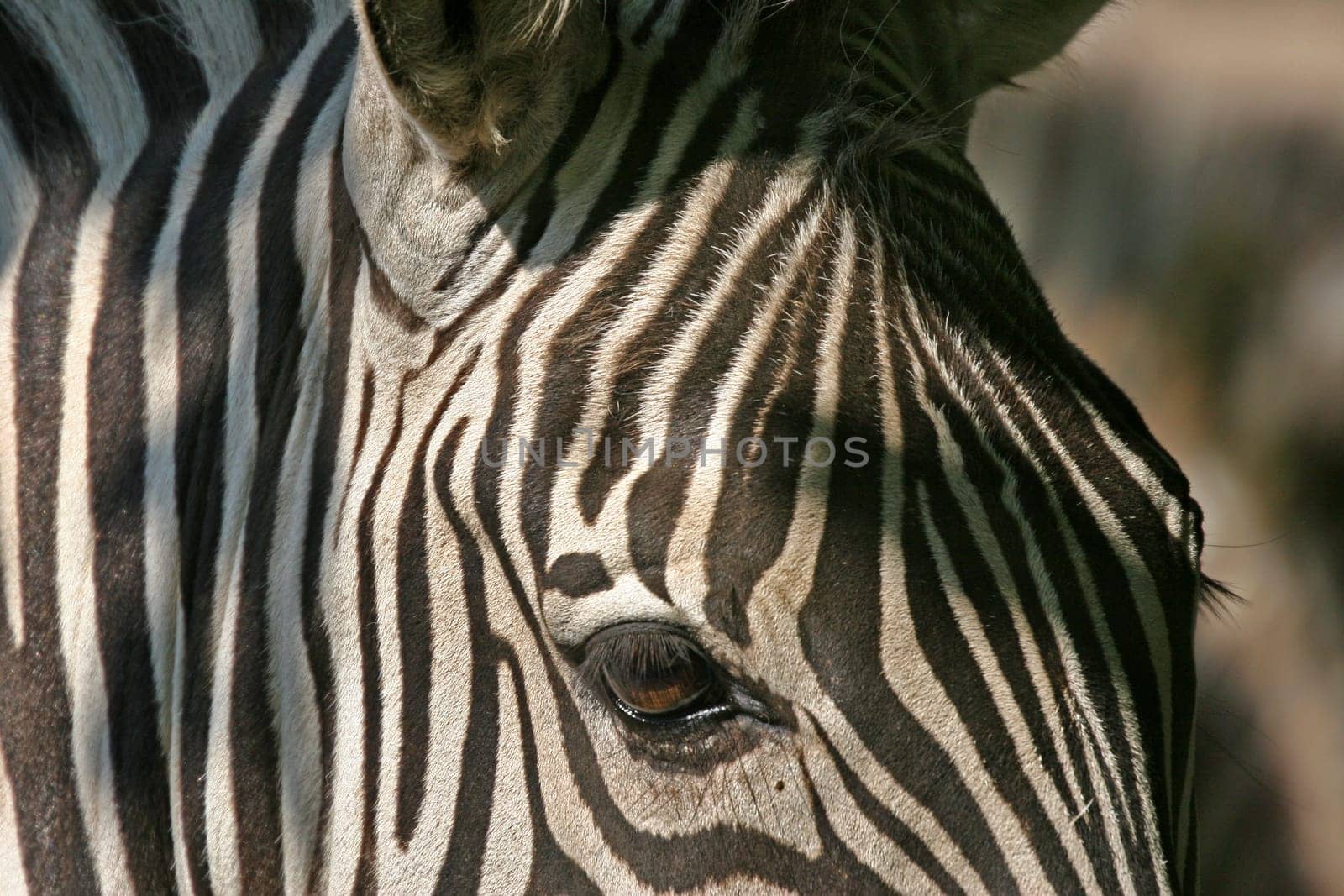 zebra