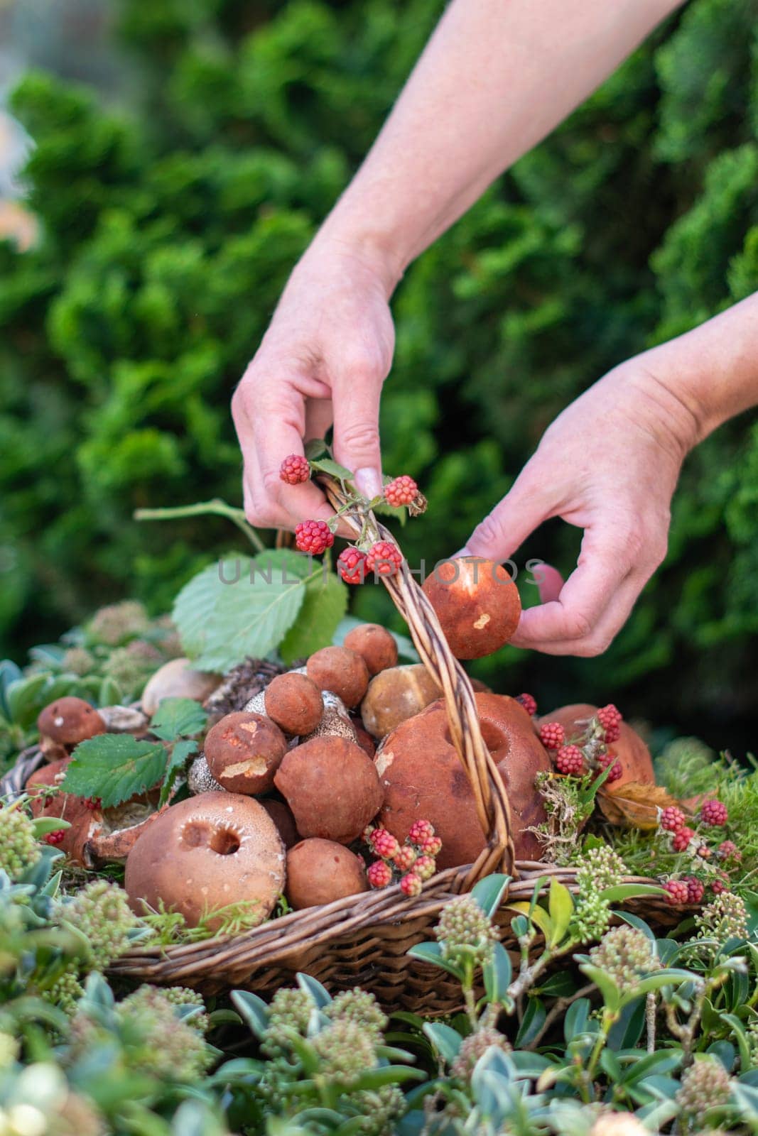 Freshly picked various edible porcini mushrooms and boletus in a wicker basket in the hands of a woman among the grass in nature, female hands put collected mushrooms in a basket, High quality photo