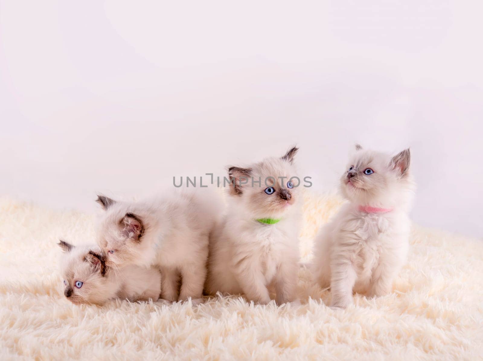 little ragdoll kitten with blue eyes in purple collar sitting on a white background. Photo for card and calendar by Iryna_Melnyk