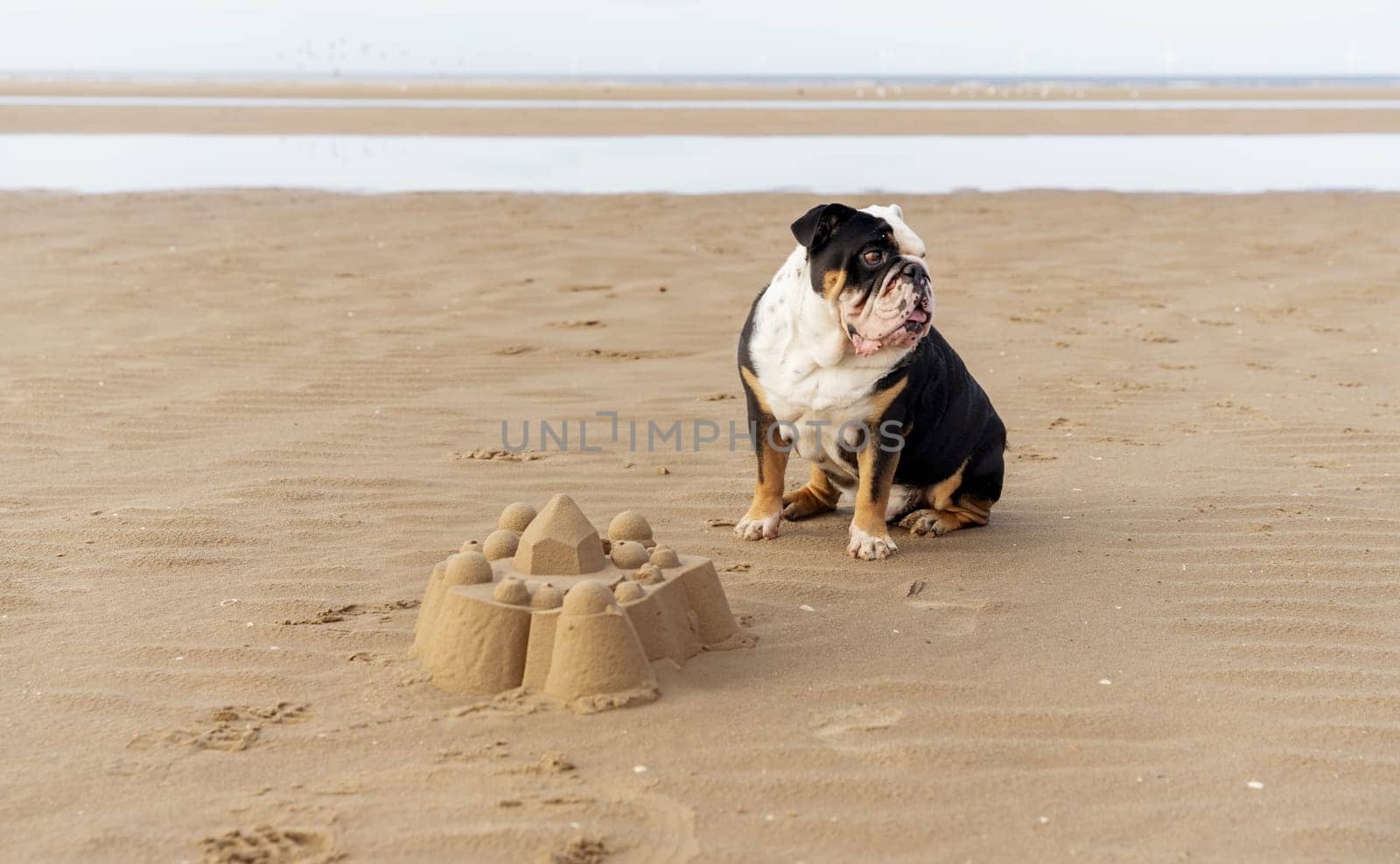 Black tri-color funny english british Bulldog sitting  in front of the sand castle on seaside at sunset in summer by Iryna_Melnyk