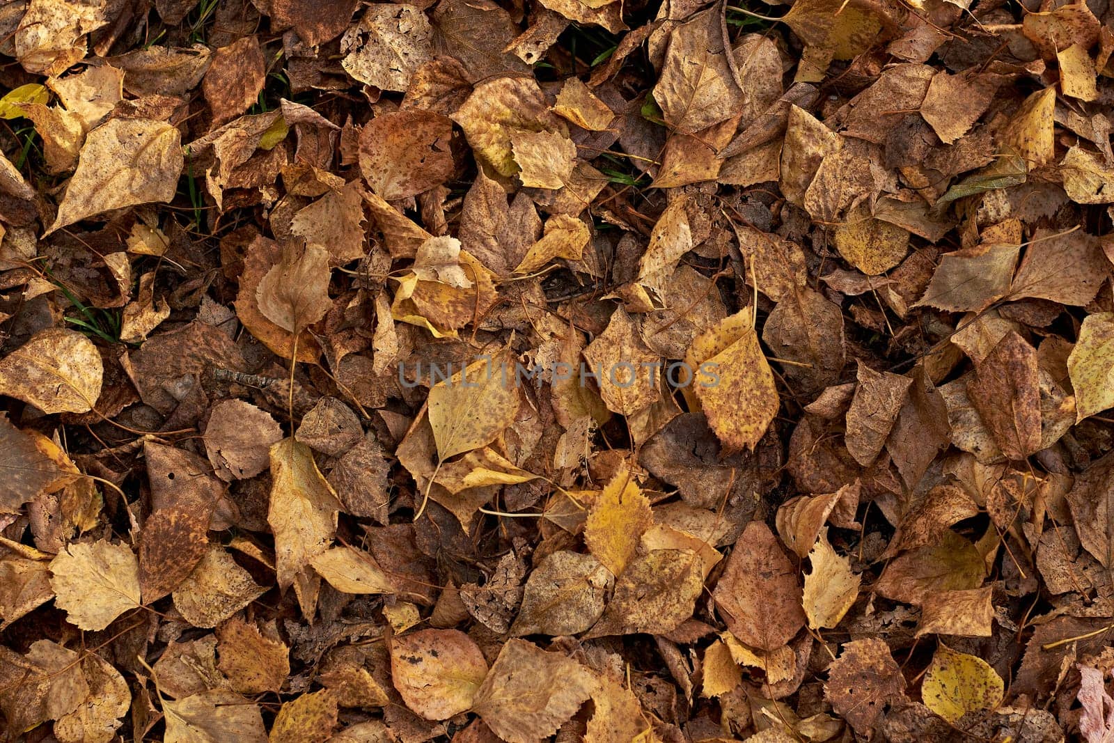 Fallen yellow leaves on the ground by Севостьянов