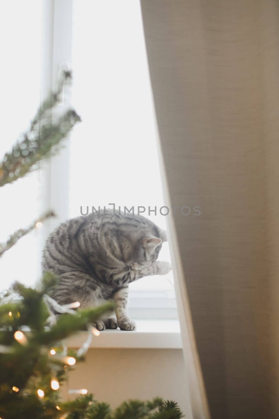 Cute funny cat on background of stylish decorated christmas tree. Pet and winter holidays. Atmospheric cozy christmas eve