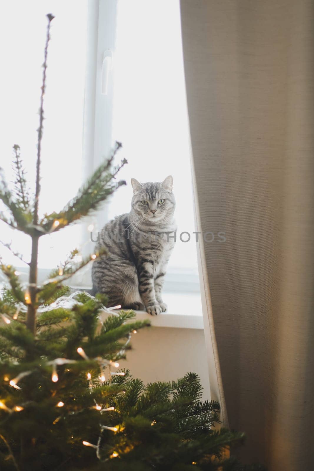 Cute funny cat on background of stylish decorated christmas tree. Pet and winter holidays. Atmospheric cozy christmas eve