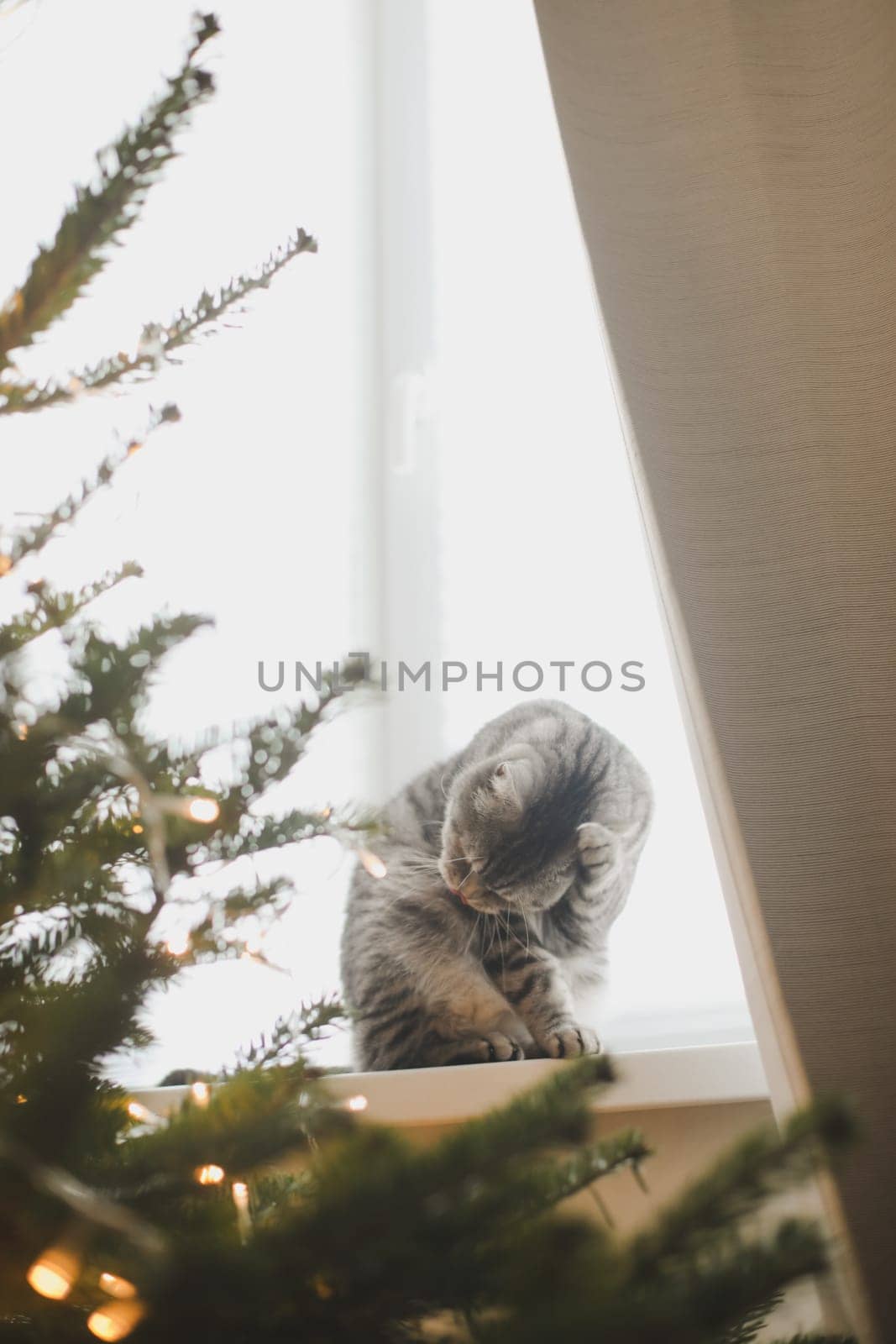 Cute funny cat on background of stylish decorated christmas tree. Pet and winter holidays. Atmospheric cozy christmas eve