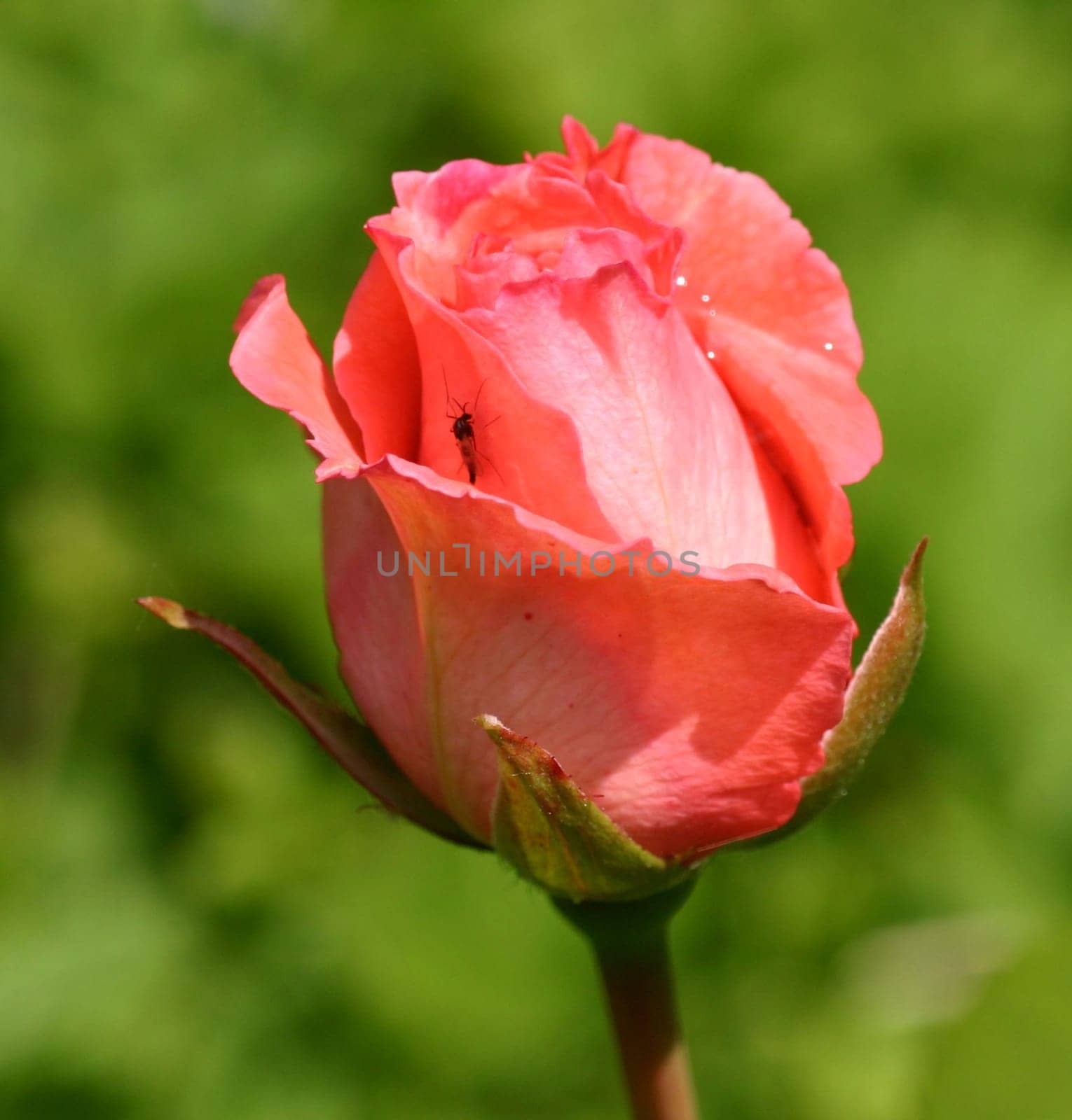 The Rose 1