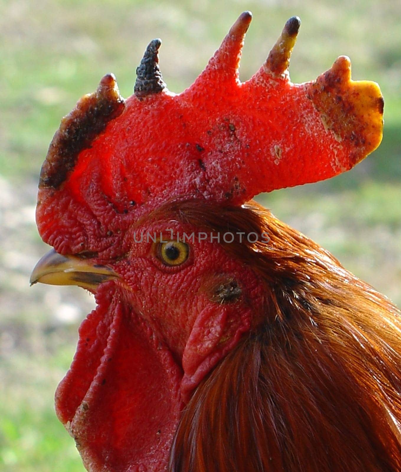 Rooster