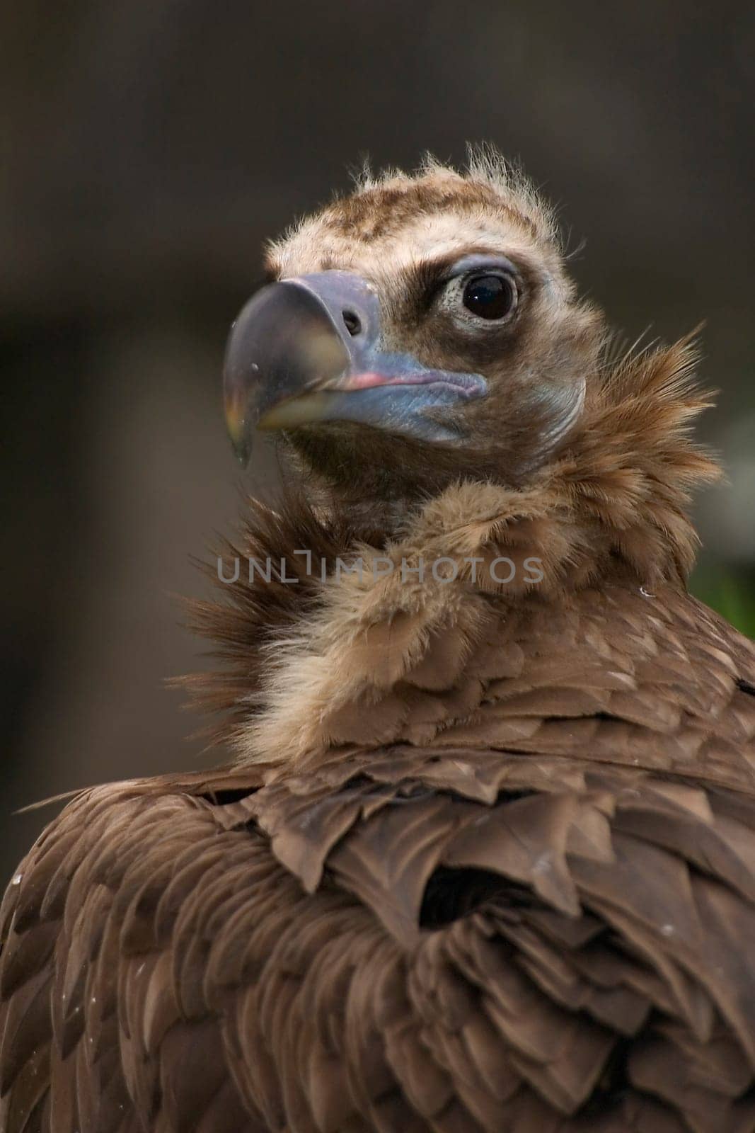 Vulture