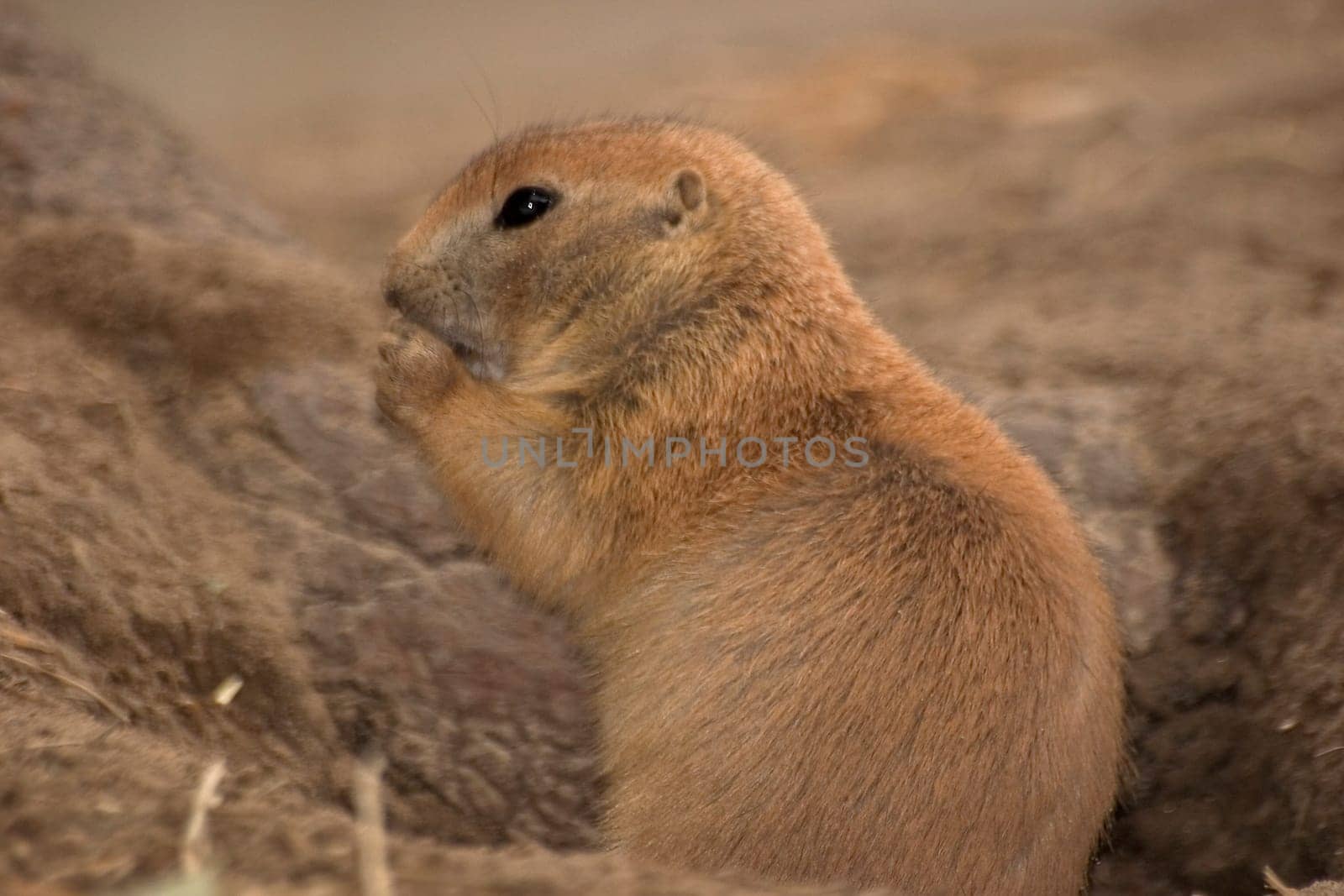 Prairie dog