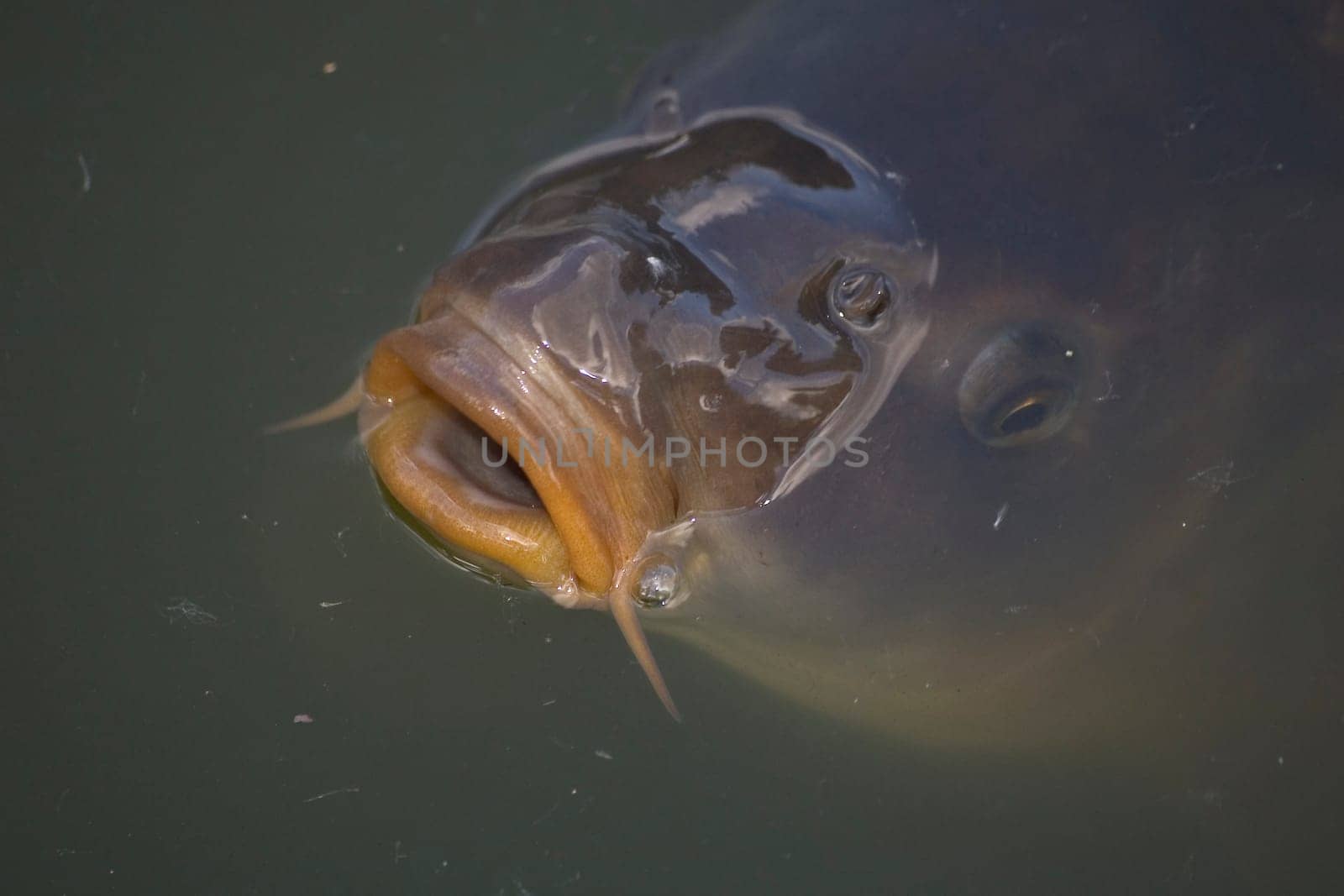 Carp