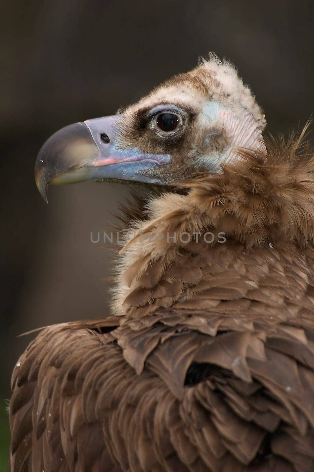 Vulture
